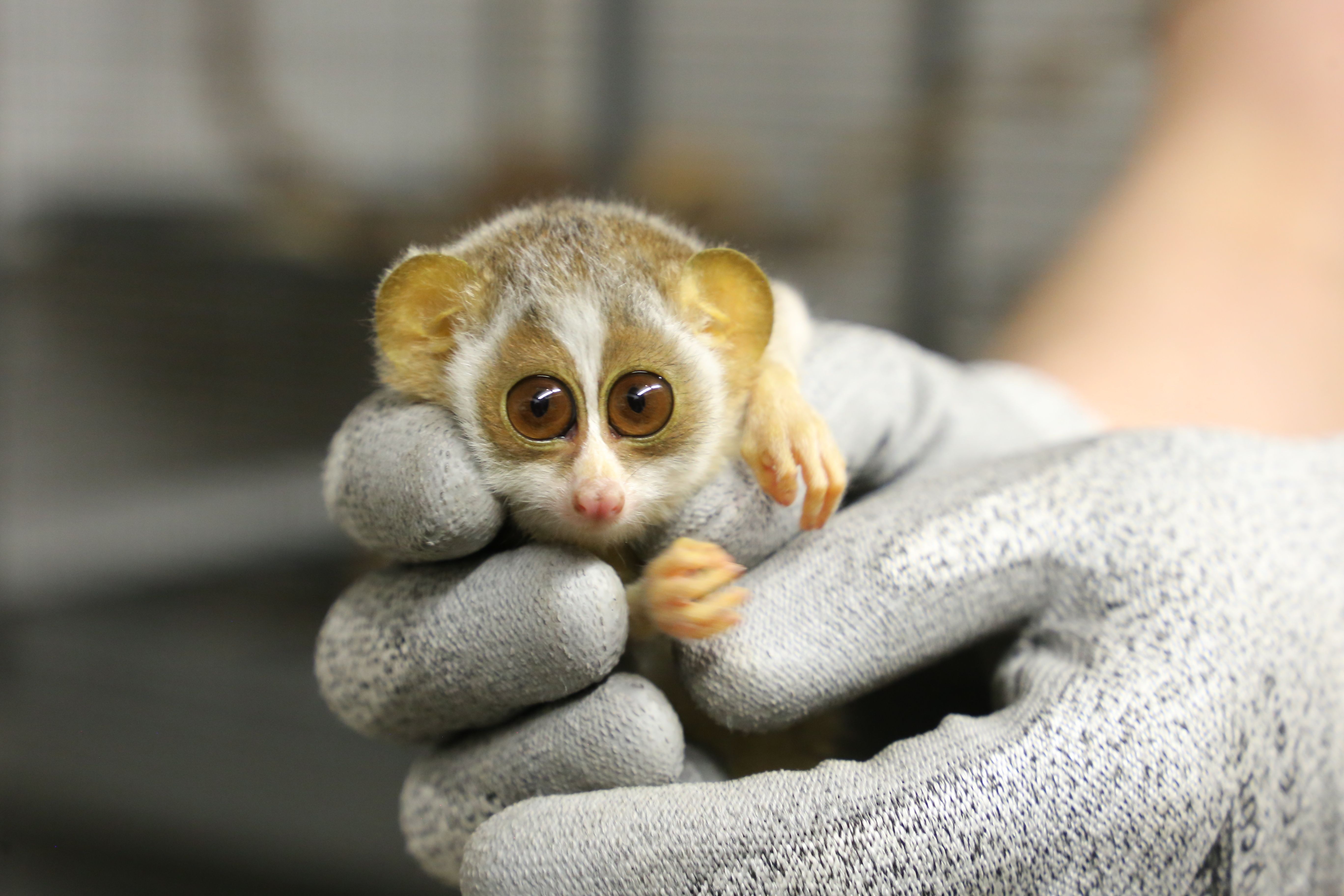 Leichter als eine Tafel Schokolade: Berliner Zoo feiert wundersamen Nachwuchs