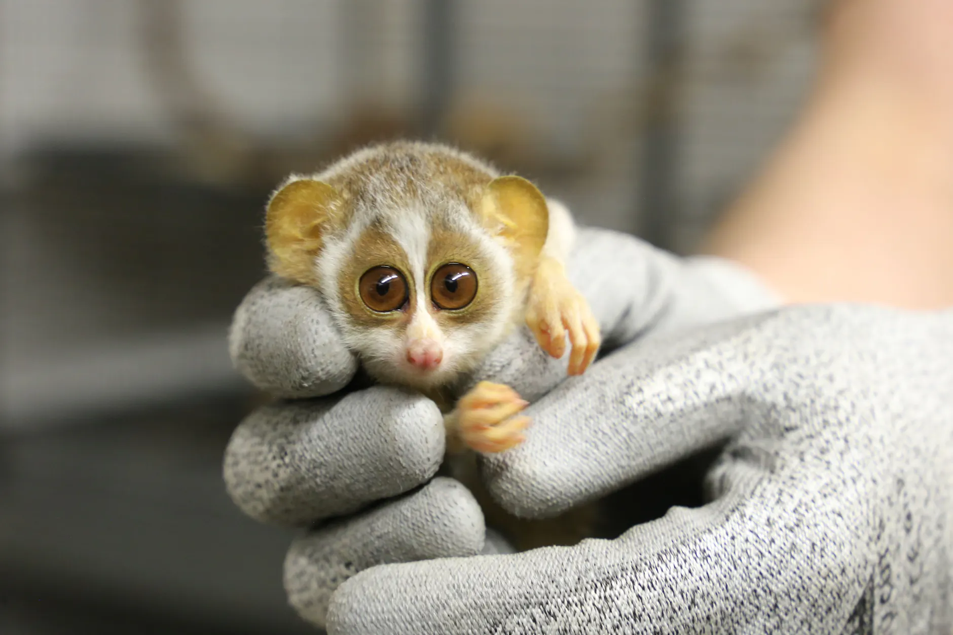 Das neugeborene Schlanklori-Mädchen im Berliner Zoo passt beim ersten Gesundheitscheck mühelos in eine schützende Hand.