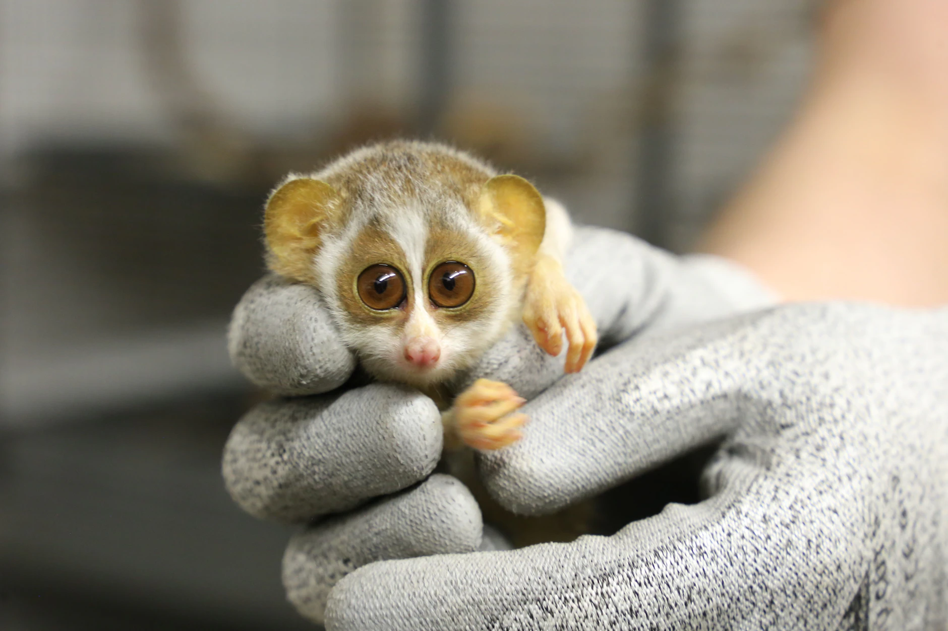 Das neugeborene Schlanklori-Mädchen im Berliner Zoo passt beim ersten Gesundheitscheck mühelos in eine schützende Hand.