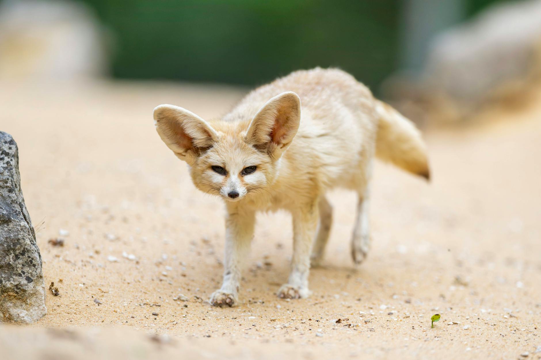 Ein Fennekfuchs-Baby beobachtet seine Umgebung aufmerksam – eine Eigenschaft, die gut zur analytischen Jungfrau passt.