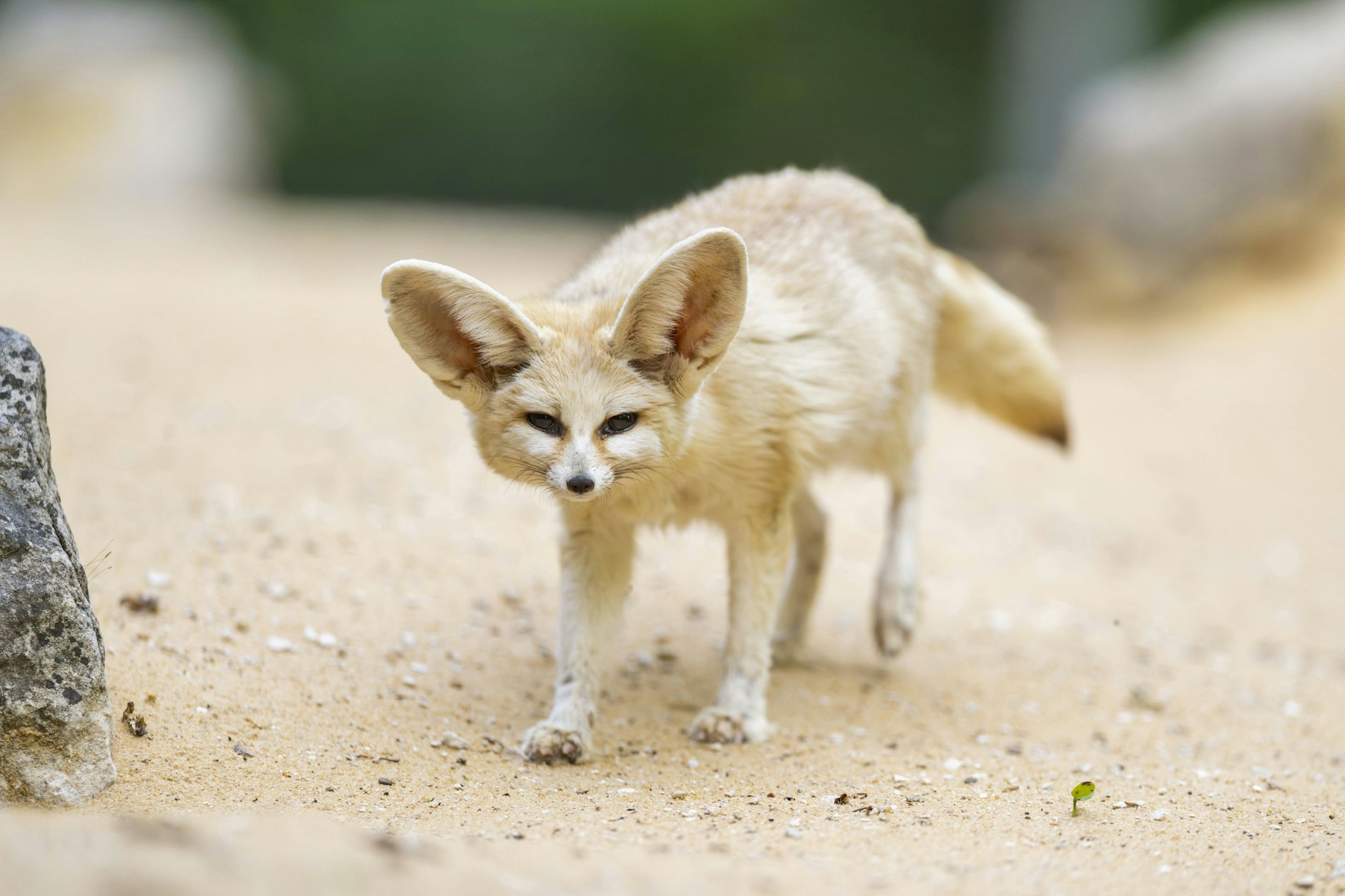 Ein Fennekfuchs-Baby beobachtet seine Umgebung aufmerksam – eine Eigenschaft, die gut zur analytischen Jungfrau passt.