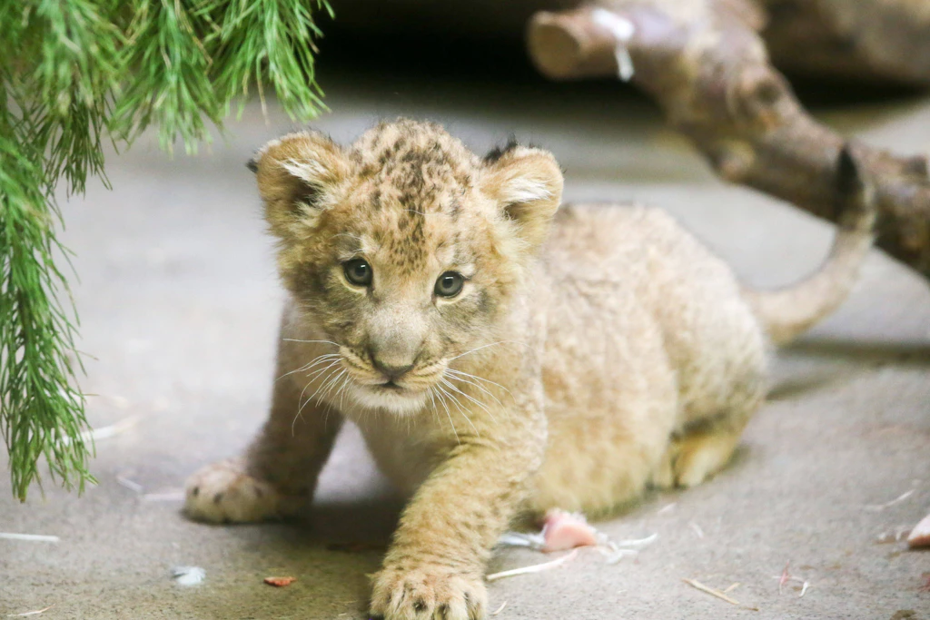 Diese süßen Tierbabys passen perfekt zu Ihrem Sternzeichen – welches sind Sie?