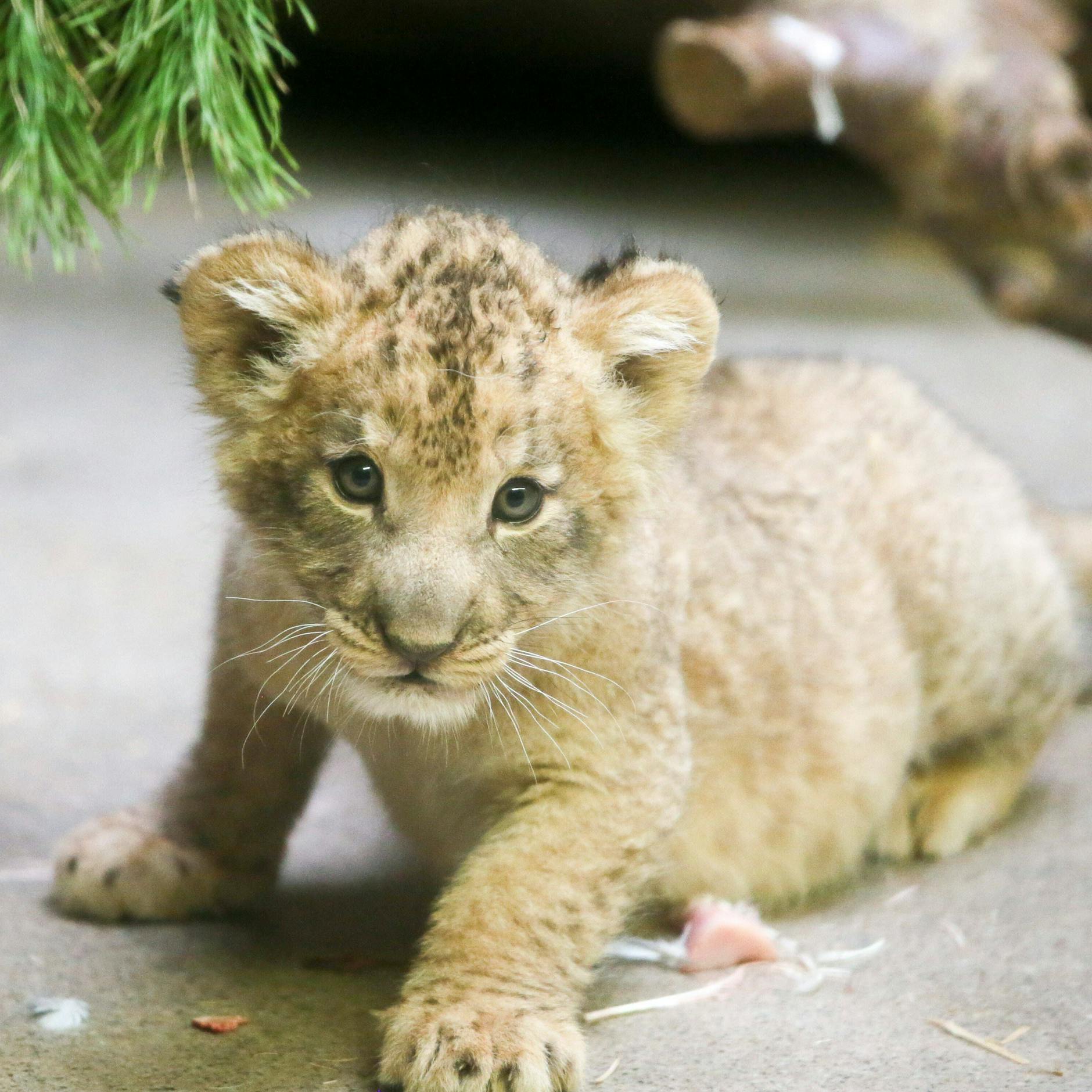 Image - Entdecken Sie, welches Tierbaby Ihrem Sternzeichen entspricht!