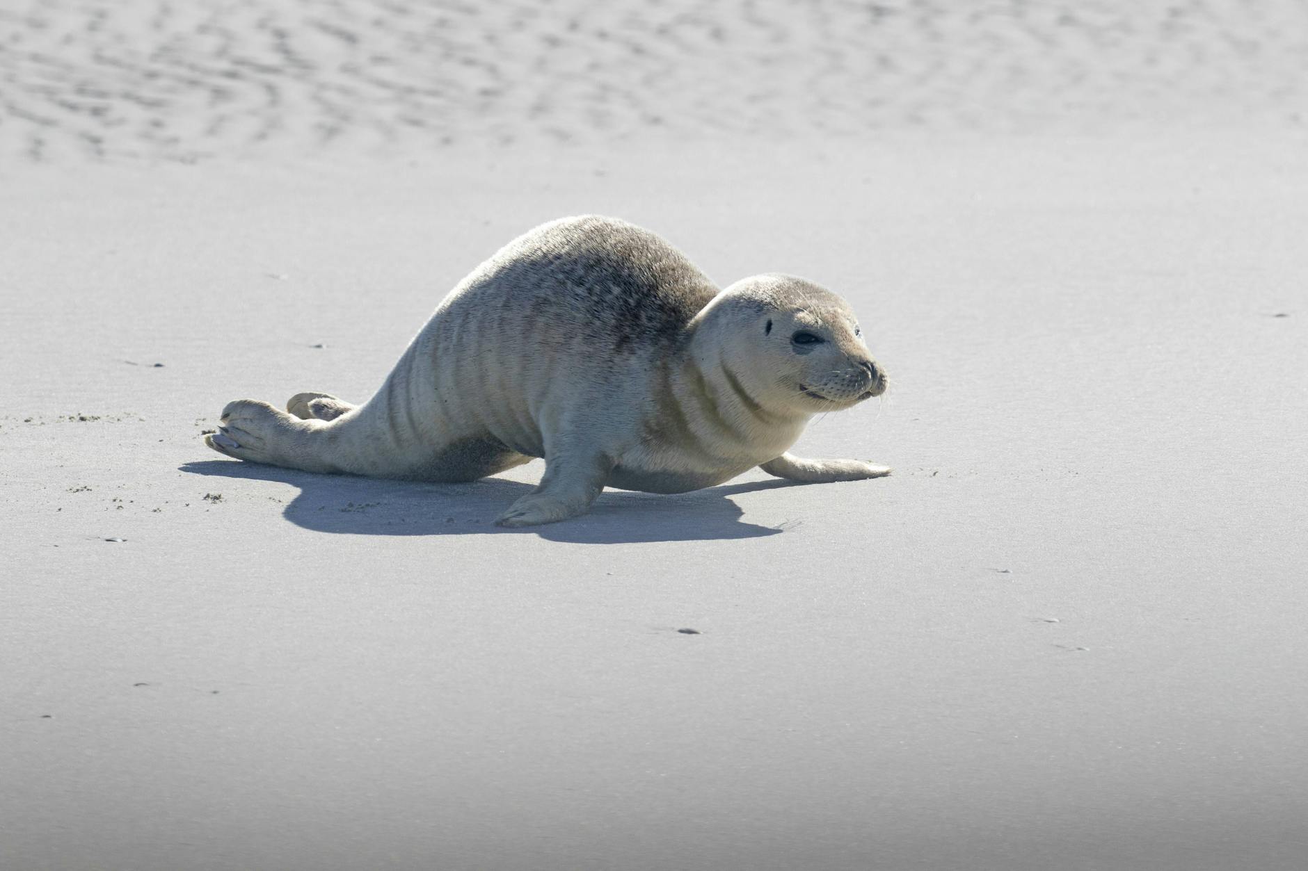 Ein Seehundbaby sucht Nähe und Geborgenheit – genau wie der gefühlvolle Krebs.