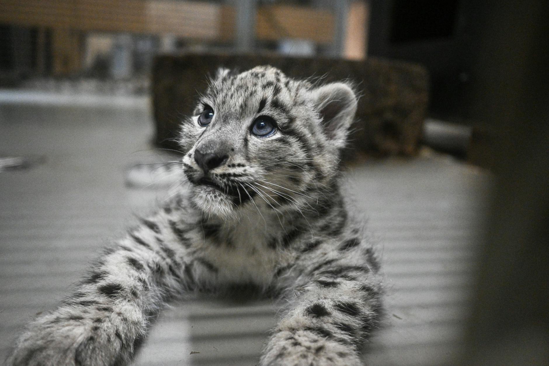 Selbst als Jungtier strahlt ein Schneeleopard Stärke und Eleganz aus – ganz wie das Sternzeichen Löwe.