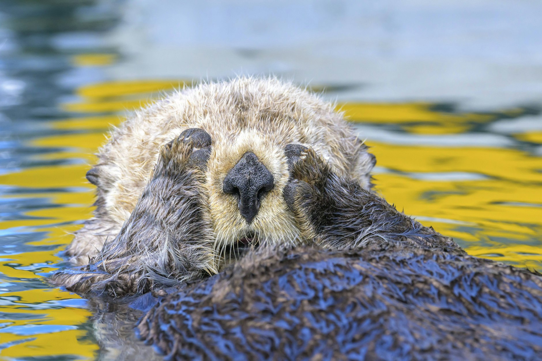 Ein Seeotterbaby wirkt sanft und verspielt – eine perfekte Entsprechung für das sensible Sternzeichen Fische.