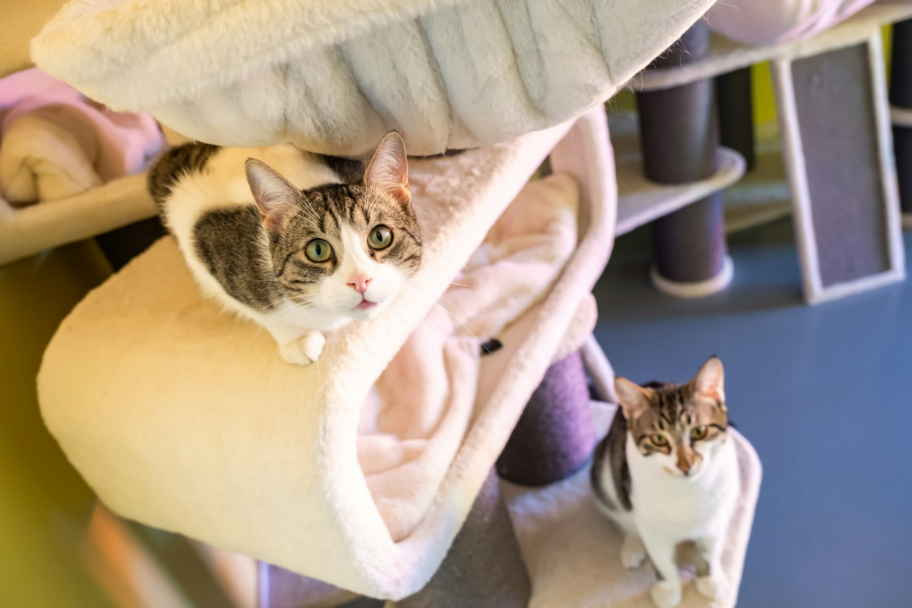 Katzen im Altenheim für Tiere. Diese Katzen sind noch jünger und suchen ein neues Zuhause.