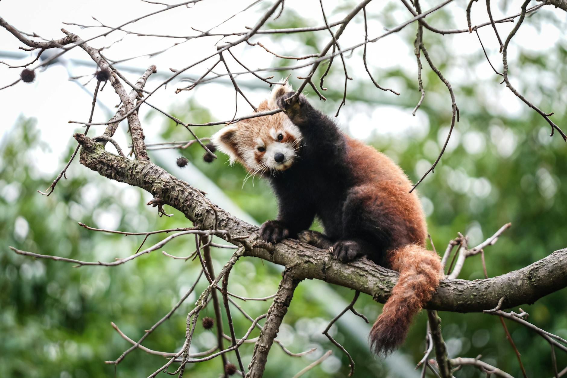 Verspielt, neugierig und immer in Bewegung – ein Baby-Roter Panda passt perfekt zum lebhaften Sternzeichen Zwillinge.