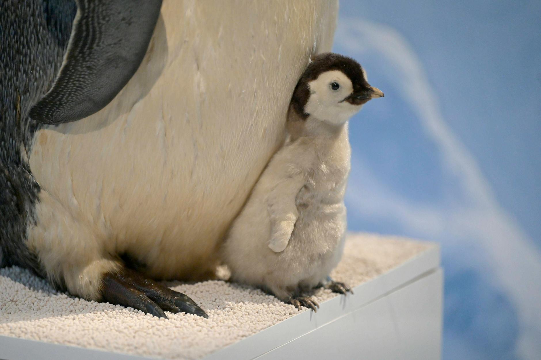 Ein Pinguinbaby wächst in einer rauen Umgebung auf und entwickelt früh Stärke – ganz wie der zielstrebige Steinbock.