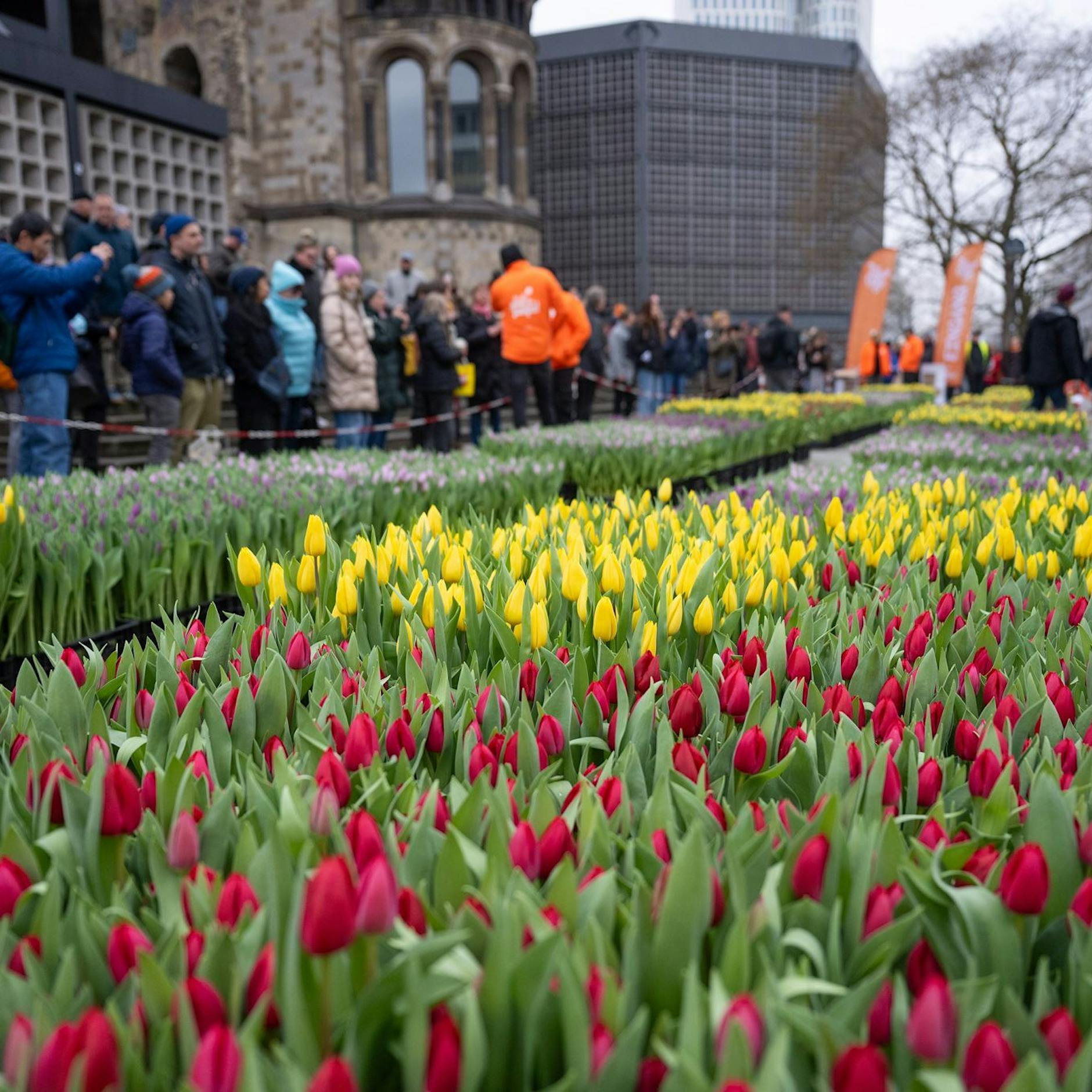 Tulpen-Traum in Berlin: Holen Sie sich Gratis-Blumen dieses Wochenende!