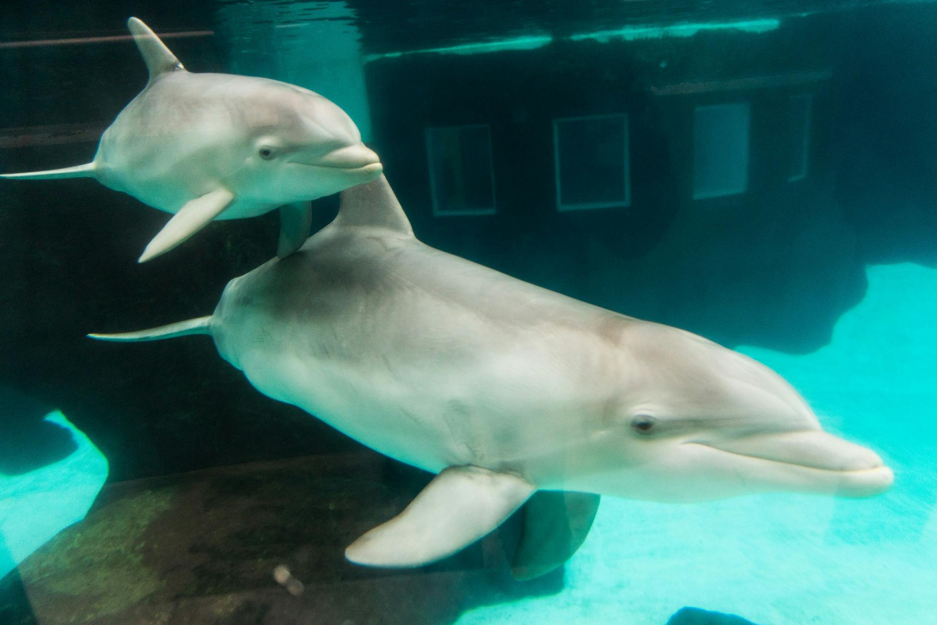 Ein Delfinbaby ist verspielt, intelligent und neugierig – Eigenschaften, die oft auch beim Sternzeichen Wassermann zu finden sind.