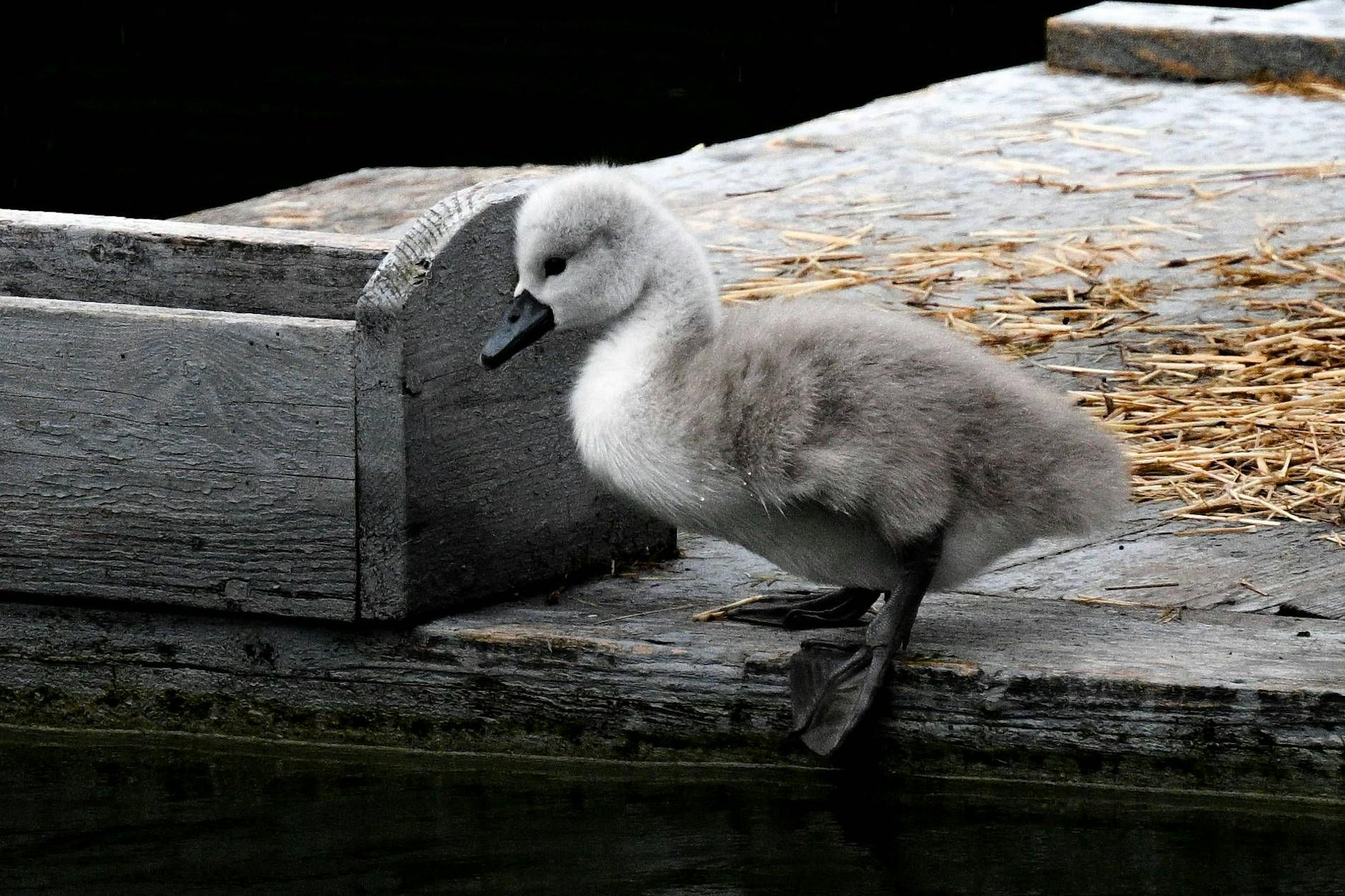 Ein junger Schwan entwickelt sich mit der Zeit zu beeindruckender Eleganz – genau wie das Sternzeichen Waage.