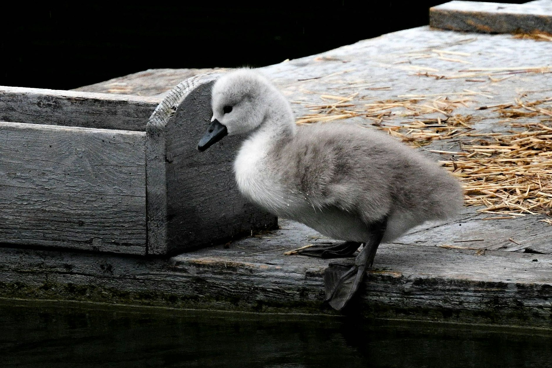 Ein junger Schwan entwickelt sich mit der Zeit zu beeindruckender Eleganz – genau wie das Sternzeichen Waage.
