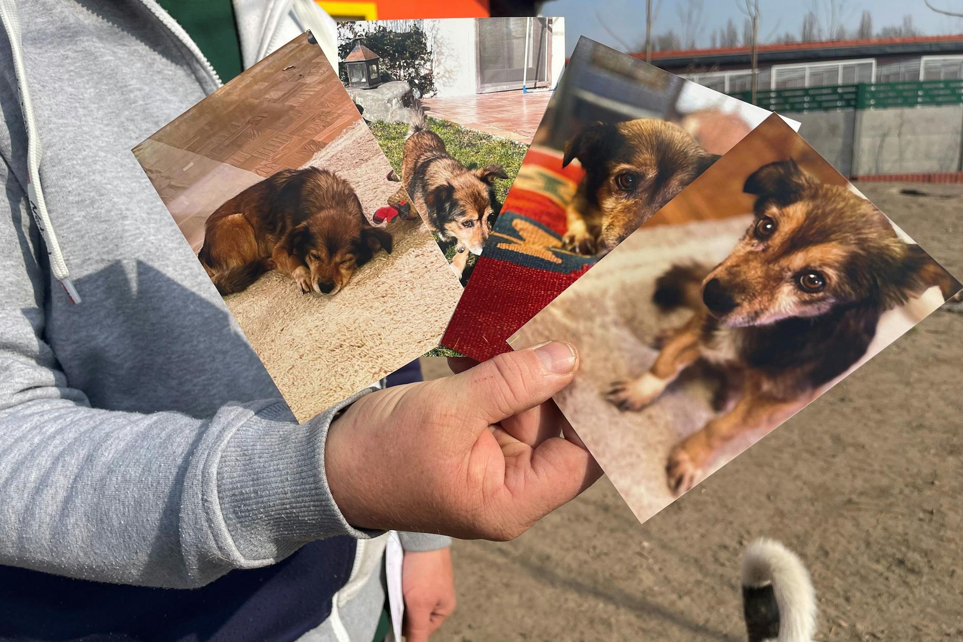 Helga ist 11 Jahre alt und taub. Aus Bayern wird sie bald nach Berlin umziehen.