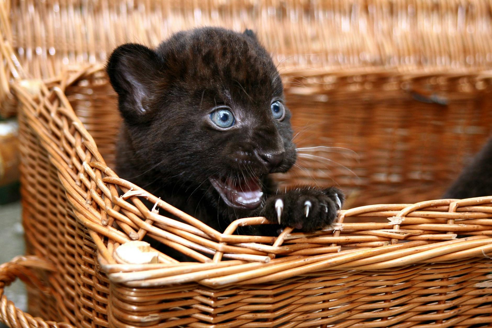 Ein Pantherbaby wirkt ruhig, doch in ihm steckt große Kraft – ähnlich wie beim intensiven Sternzeichen Skorpion.