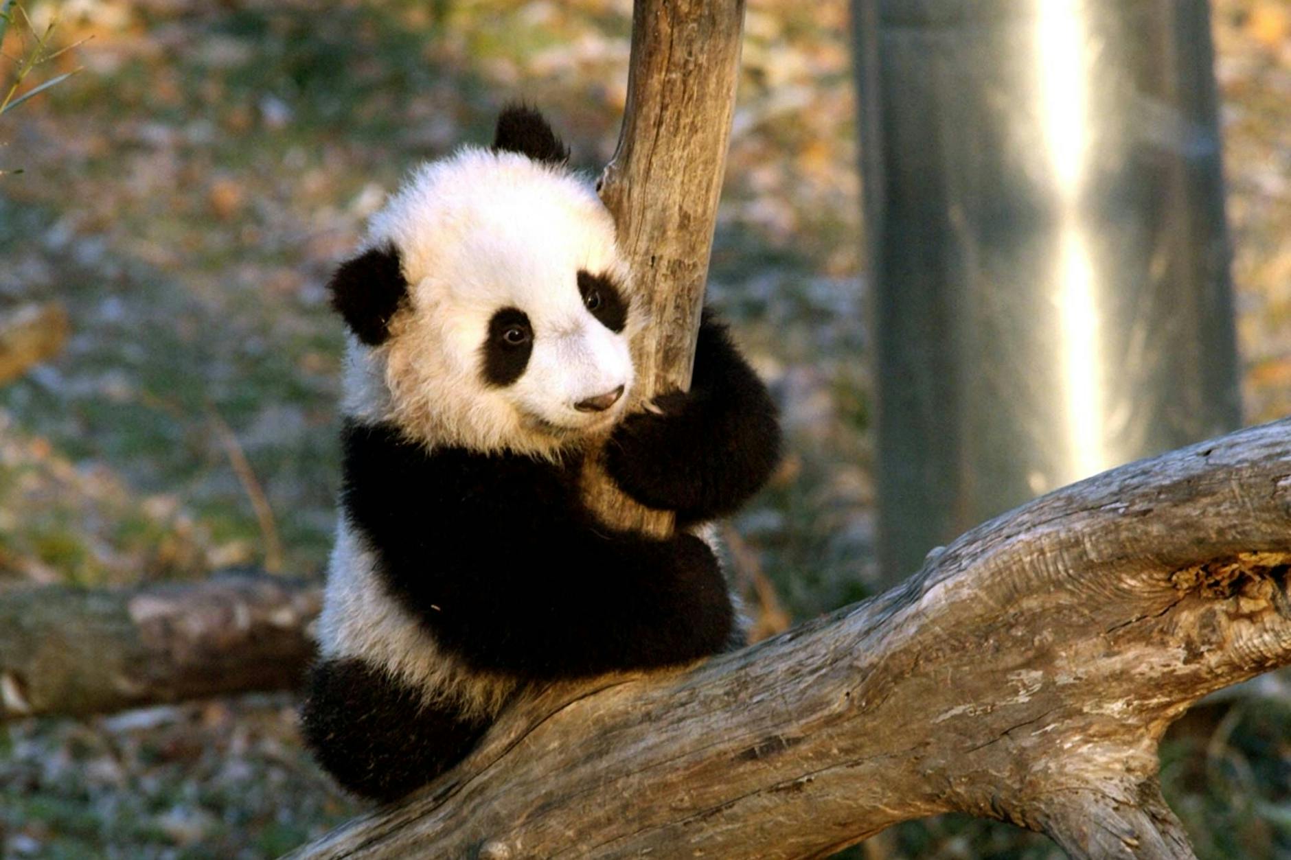 Ein Pandababy wirkt ruhig und liebenswert – Eigenschaften, die auch viele Menschen mit dem Sternzeichen Stier auszeichnen.