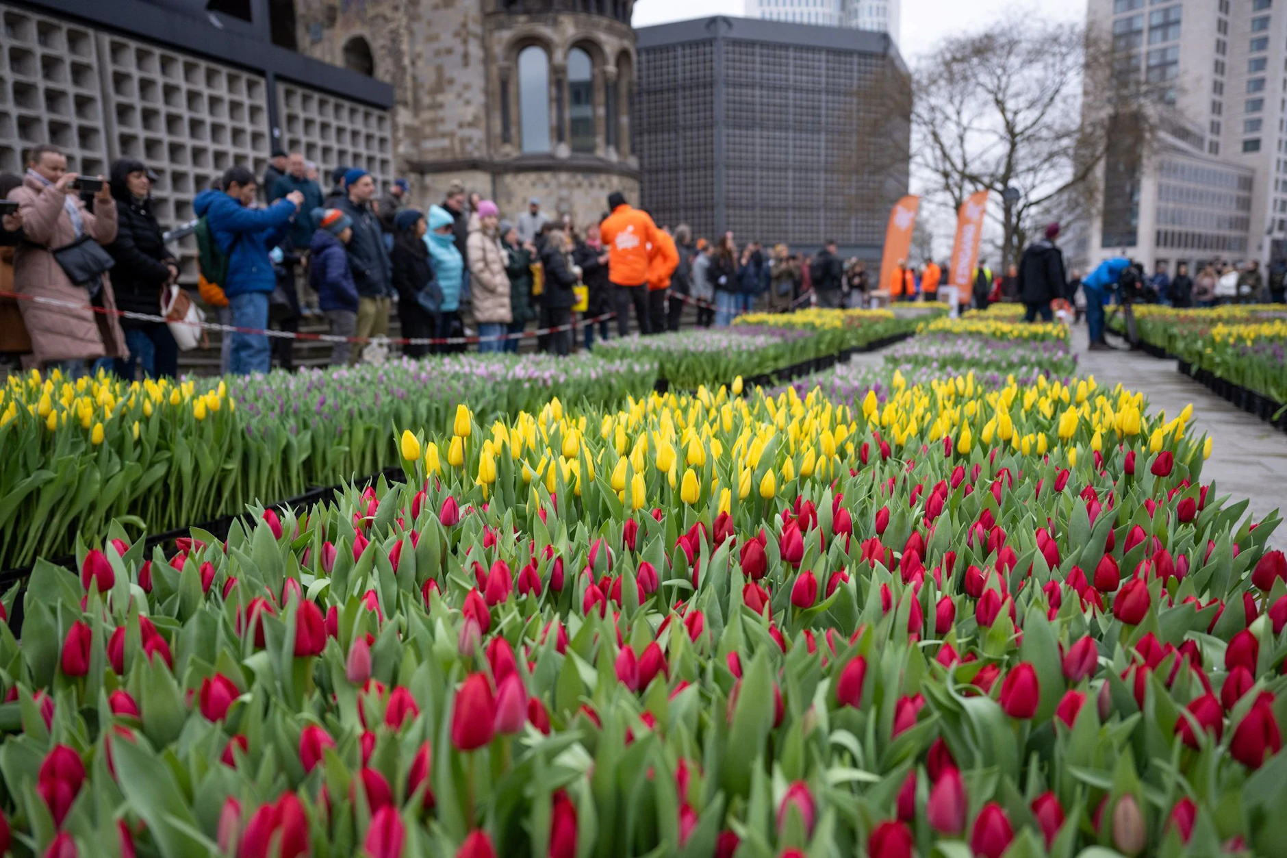 Beim Tulip Day Berlin stehen rund 50.000 Tulpen zum Pflücken bereit.
