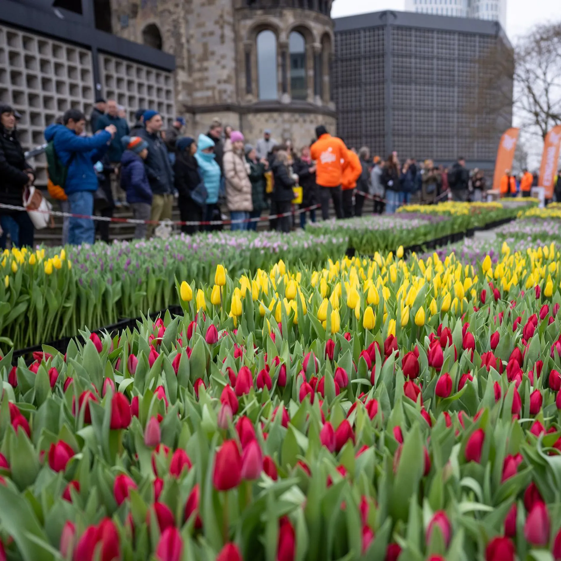 Image - Hier können Berliner am Samstag kostenlos Tulpen pflücken