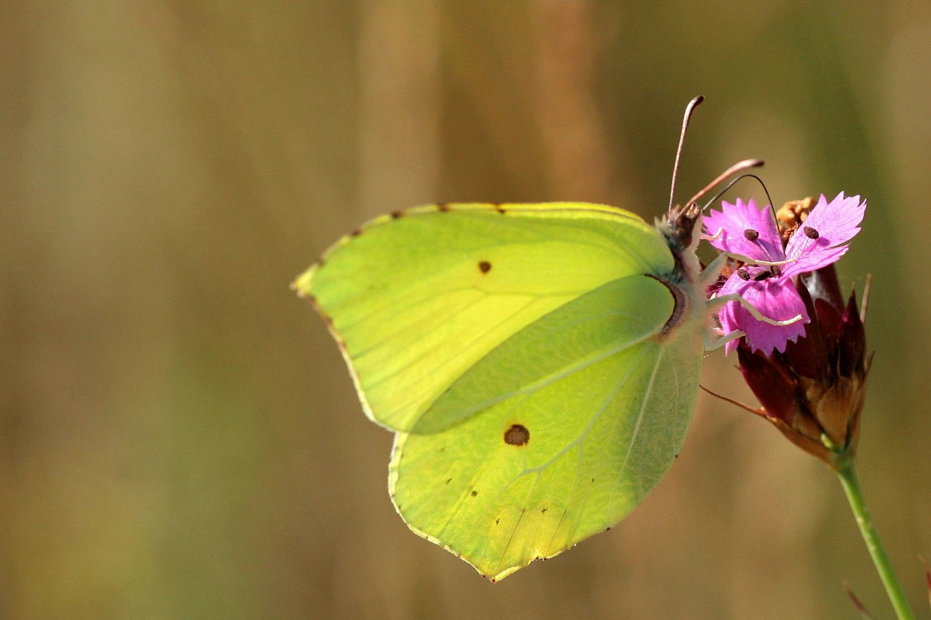 Erster Schmetterling des Jahres: Zitronenfalter sind an warmen Frühlingstagen unterwegs.
