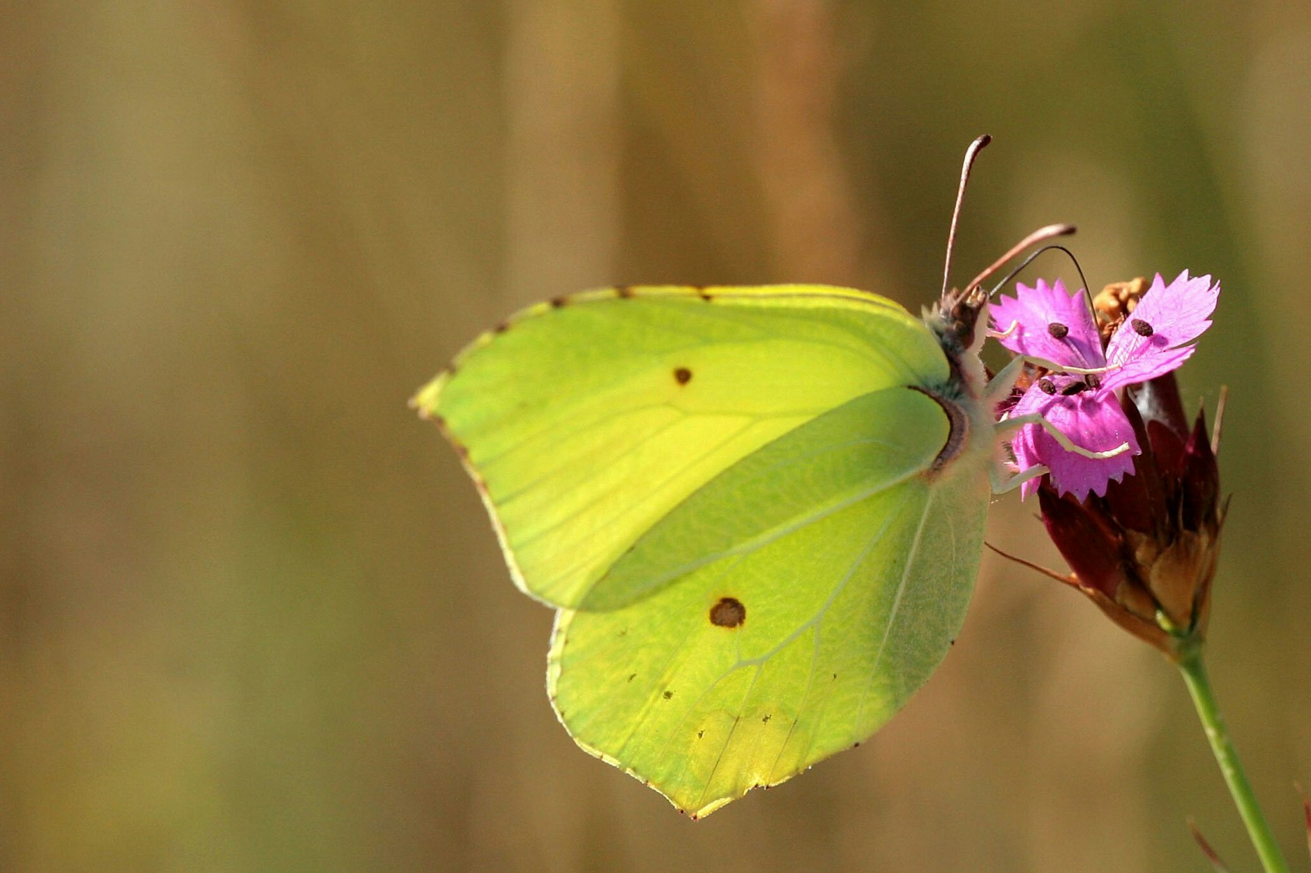 Erster Schmetterling des Jahres: Zitronenfalter sind an warmen Frühlingstagen unterwegs.