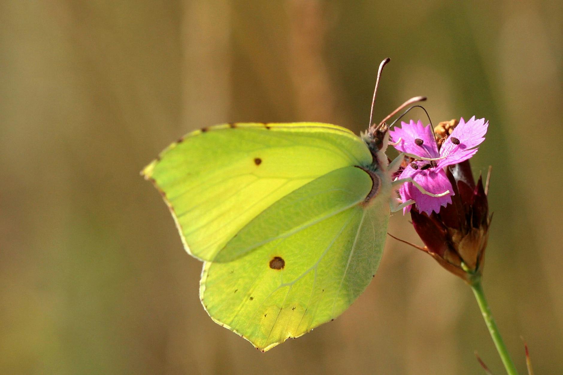 So werden Sie für Wildtiere im Frühling zum Lebensretter