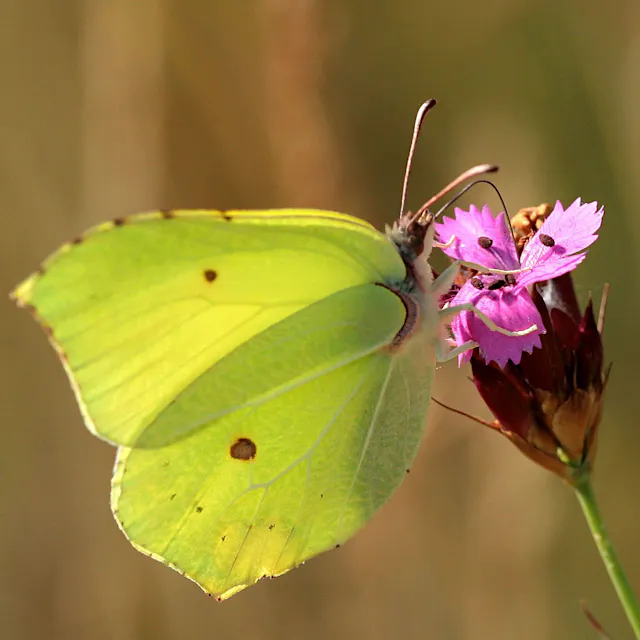 So werden Sie für Wildtiere im Frühling zum Lebensretter
