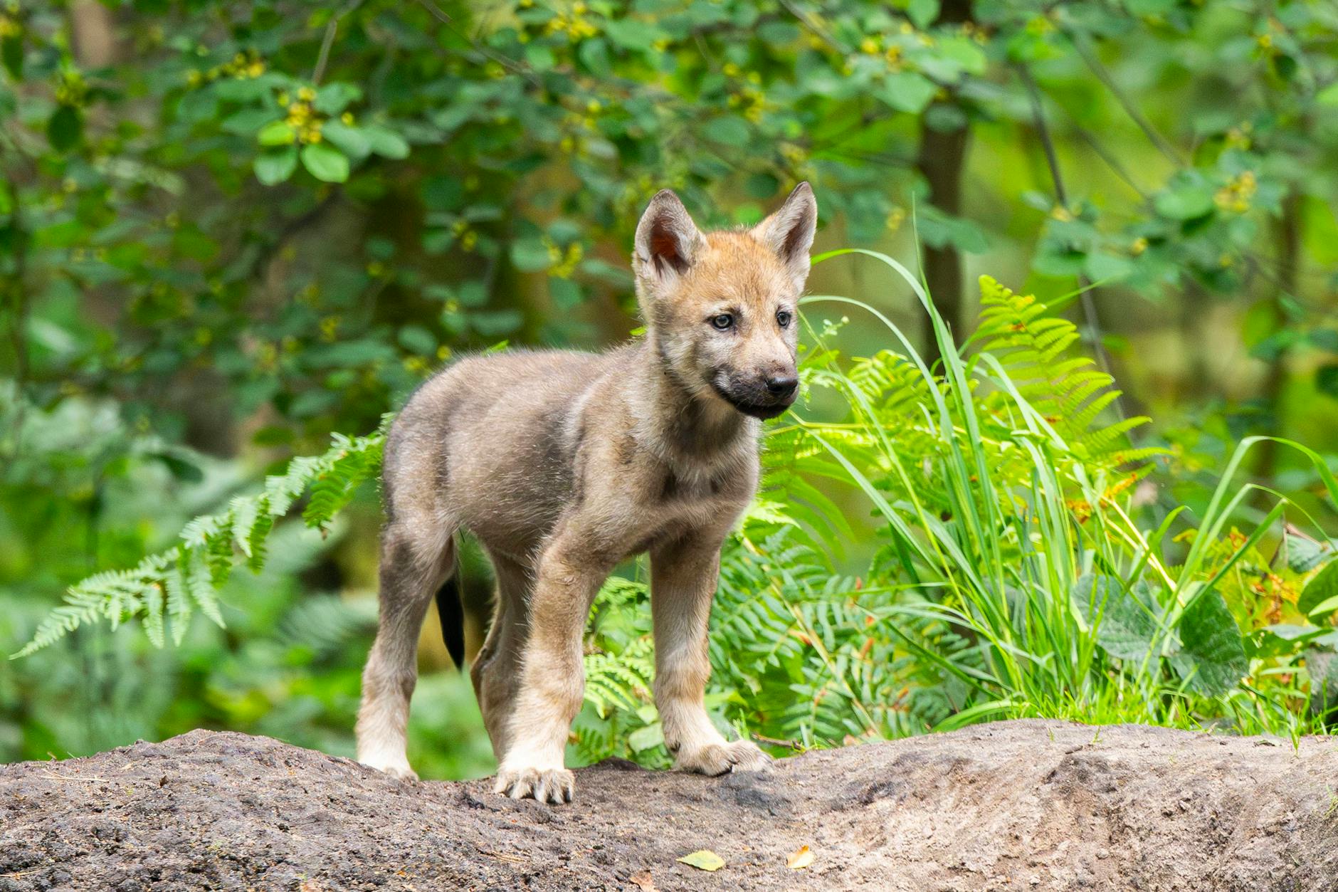Ein Wolfswelpe erkundet neugierig die Welt – perfekt für das abenteuerlustige Sternzeichen Schütze.
