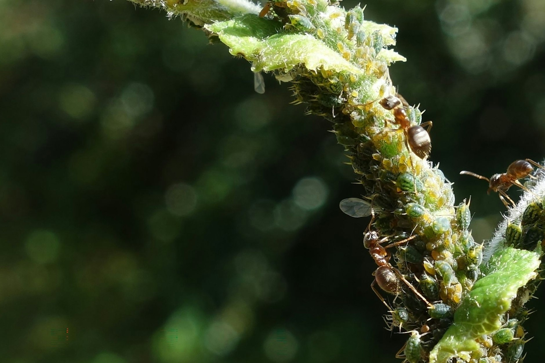 Schwarze Wegameisen ernähren sich von Honigtau – der Ausscheidung von Blattläusen.