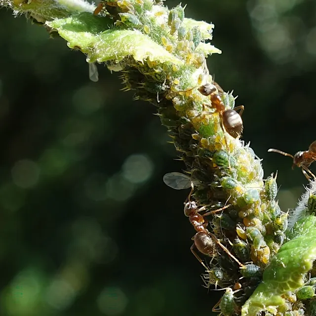 Ameisen in der Stadt sind weniger pingelig als auf dem Land