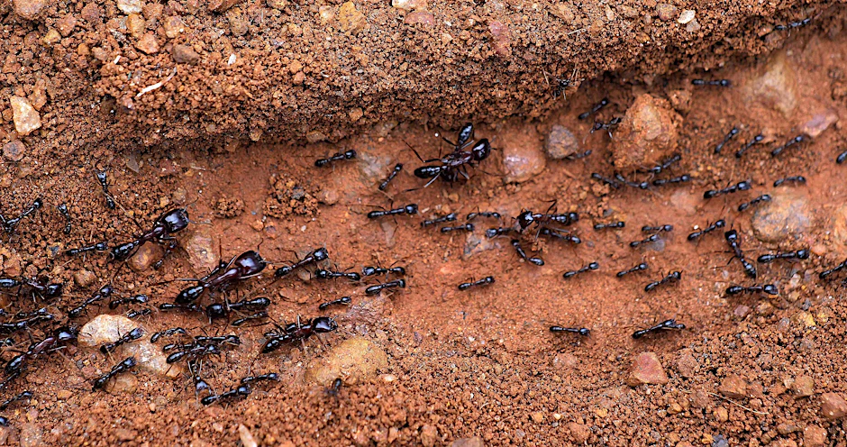 Ameisen im Masai Mara Park in Kenia (Symbolbild)