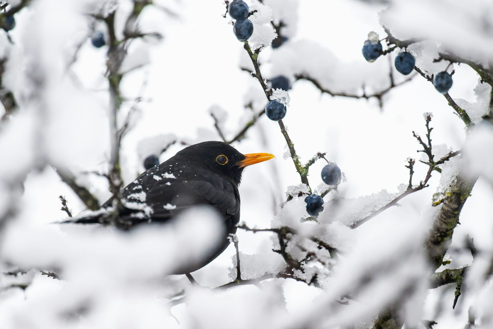 Für eine richtig dicke Schneedecke wird der kleine Wintereinbruch nicht mehr ausreichend. Aber eine winterliche Überraschung gibt es dennoch.