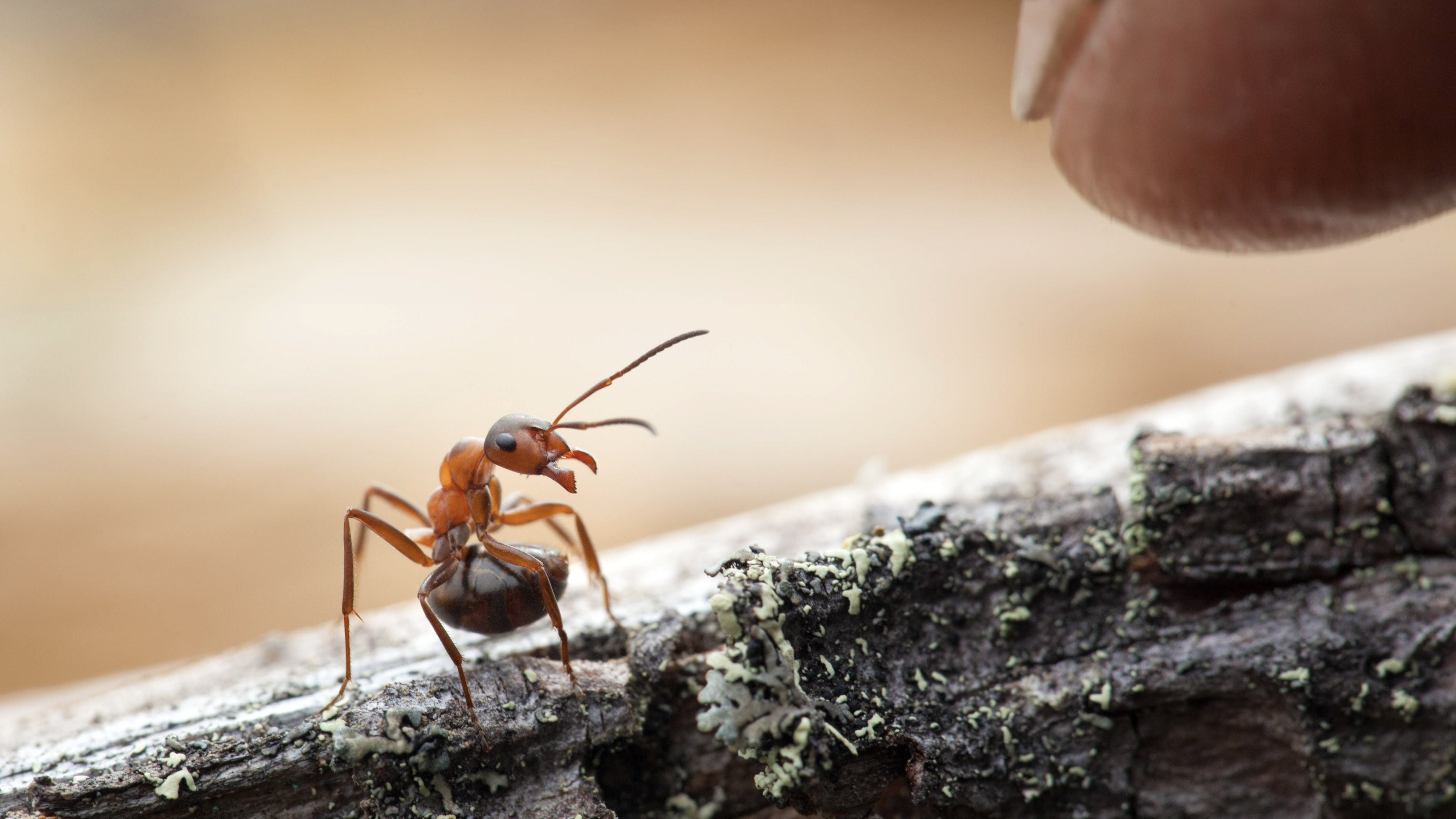 Behörden stoppen Mann mit tausenden Insekten im Gepäck