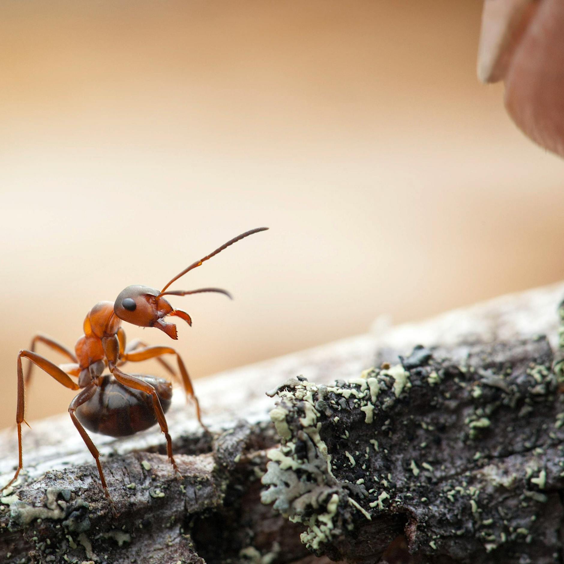 Behörden stoppen Mann mit tausenden Insekten im Gepäck