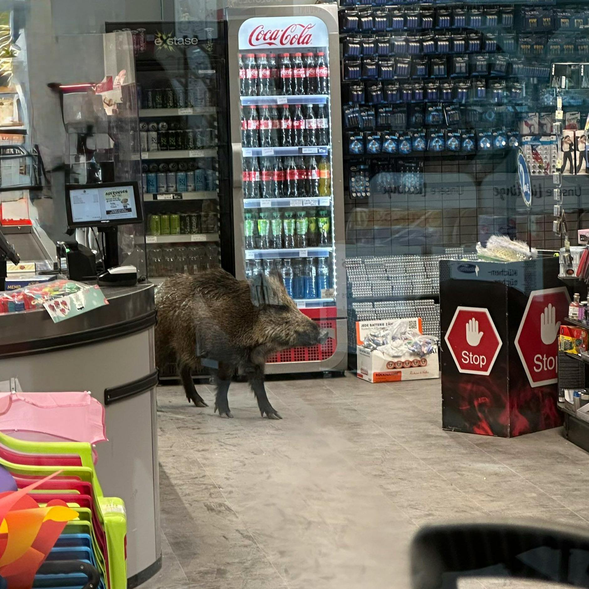 Image - Kurioser Einsatz: Wildschwein sorgt für Aufregung in Köpenicker Einkaufscenter!