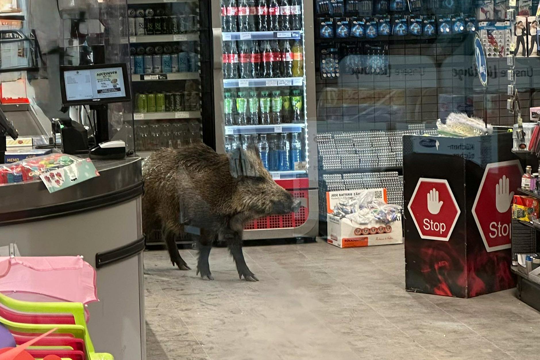 Kurioser Einsatz: Wildschwein sorgt für Aufregung in Köpenicker Einkaufscenter!