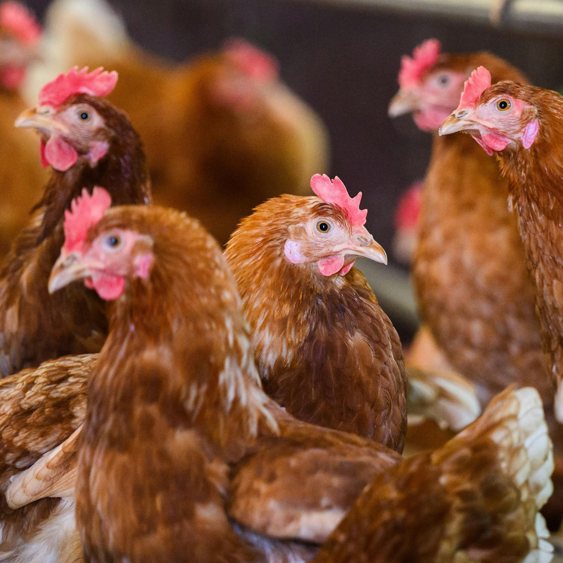 Eier-Angst vor Ostern! So gefährlich ist die Newcastle-Krankheit für Sie