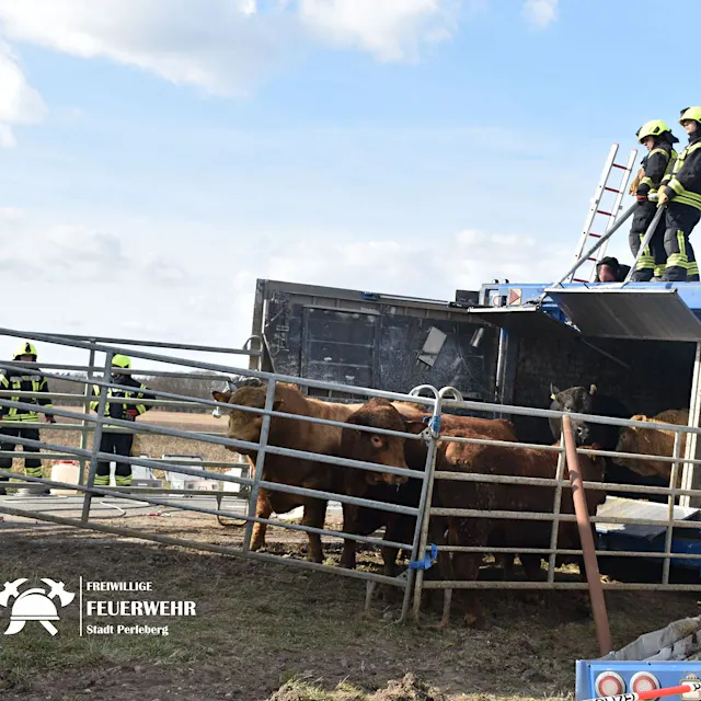 Polizei jagt seit 16 Stunden Bullen – Autofahrer aufgepasst!