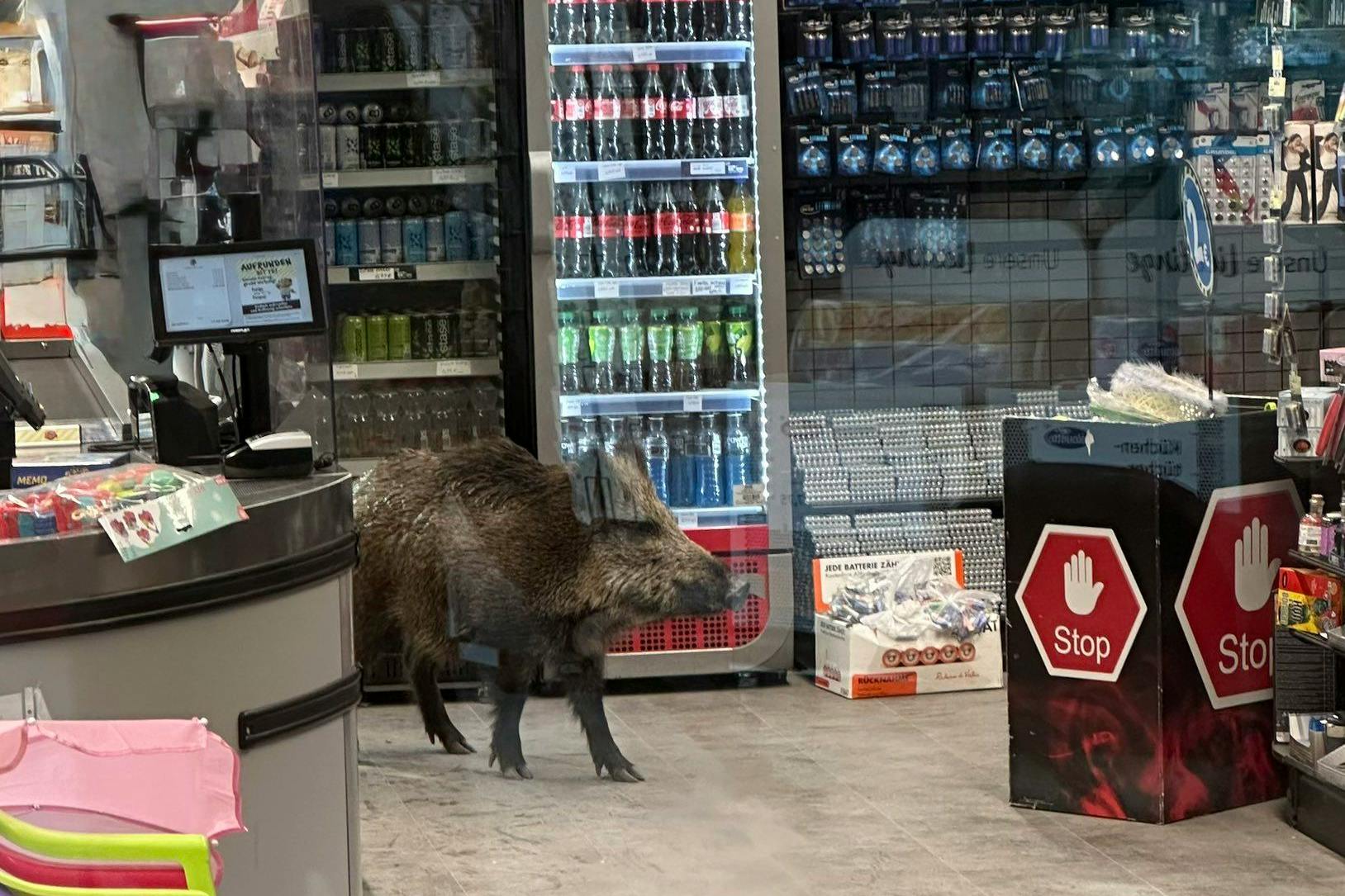 Ein Wildschwein verirrte sich in ein Einkaufszentrum.