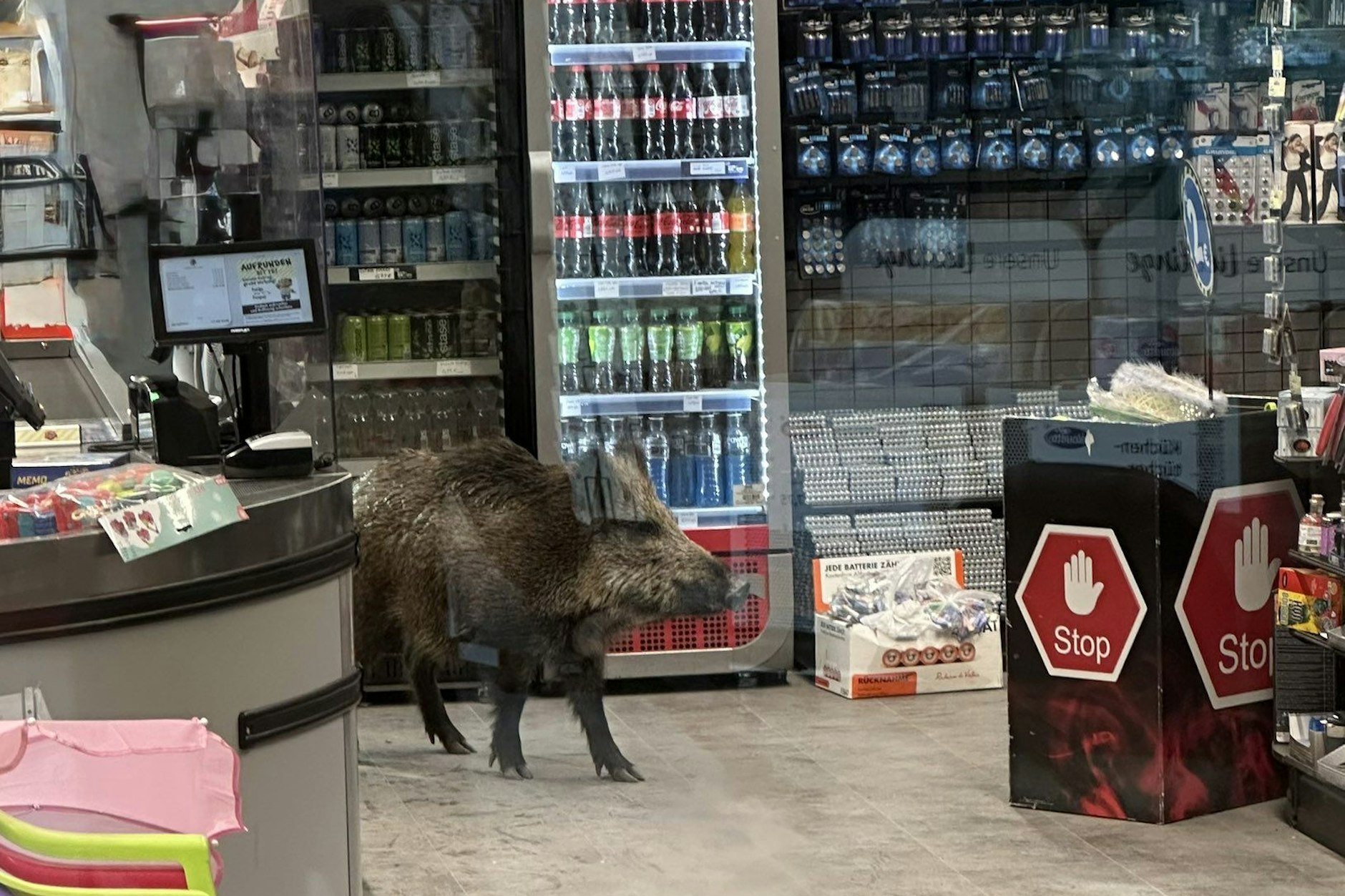 Ein Wildschwein verirrte sich in ein Einkaufszentrum.