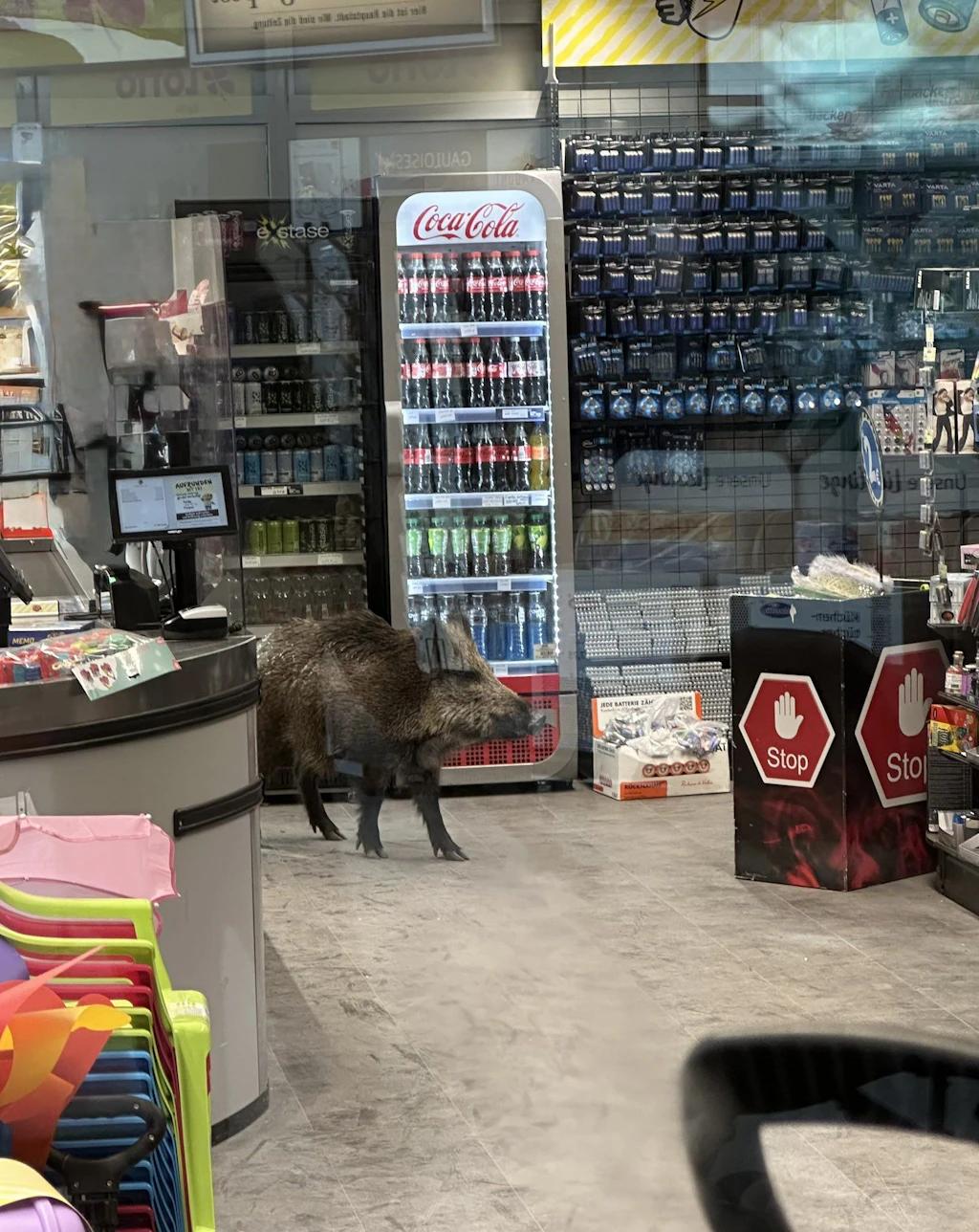 Wildschwein verirrt sich in Berliner Einkaufszentrum: Polizei drängt es wieder hinaus
