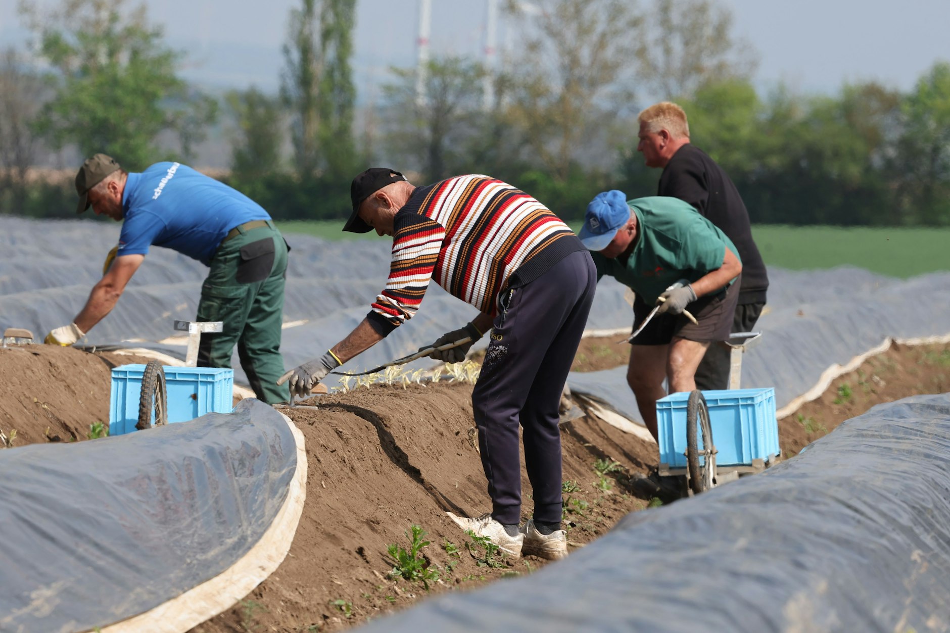 Um den Turbostart in die Spargelzeit zu schaffen, werden die Dämme mit schwarzer Folie abgedeckt.