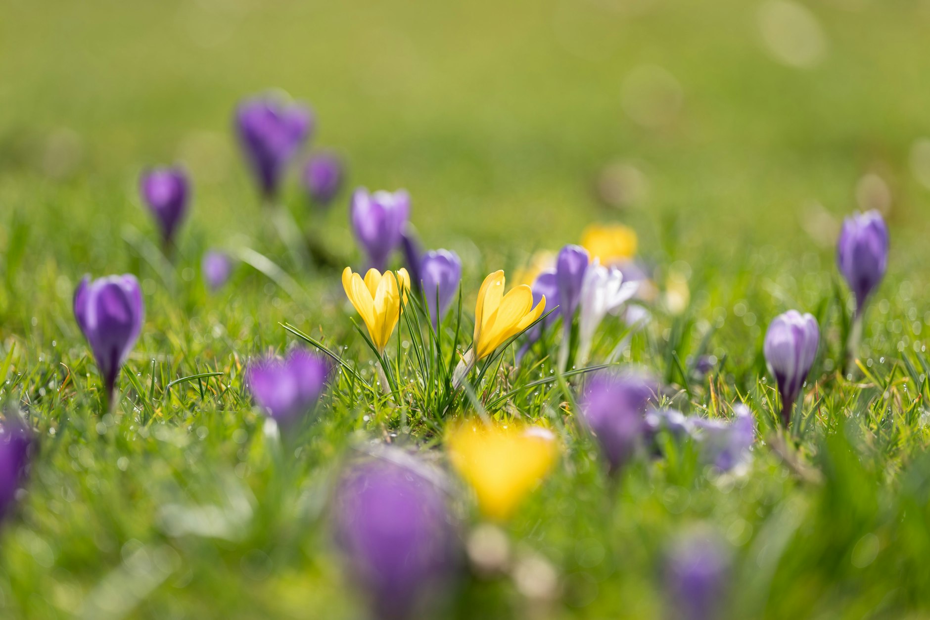 Ab der kommenden Woche setzt sich der Frühling nach dem Winter-Intermezzo beim Wetter wieder durch. Vor uns liegt eine Sonnen-Woche!