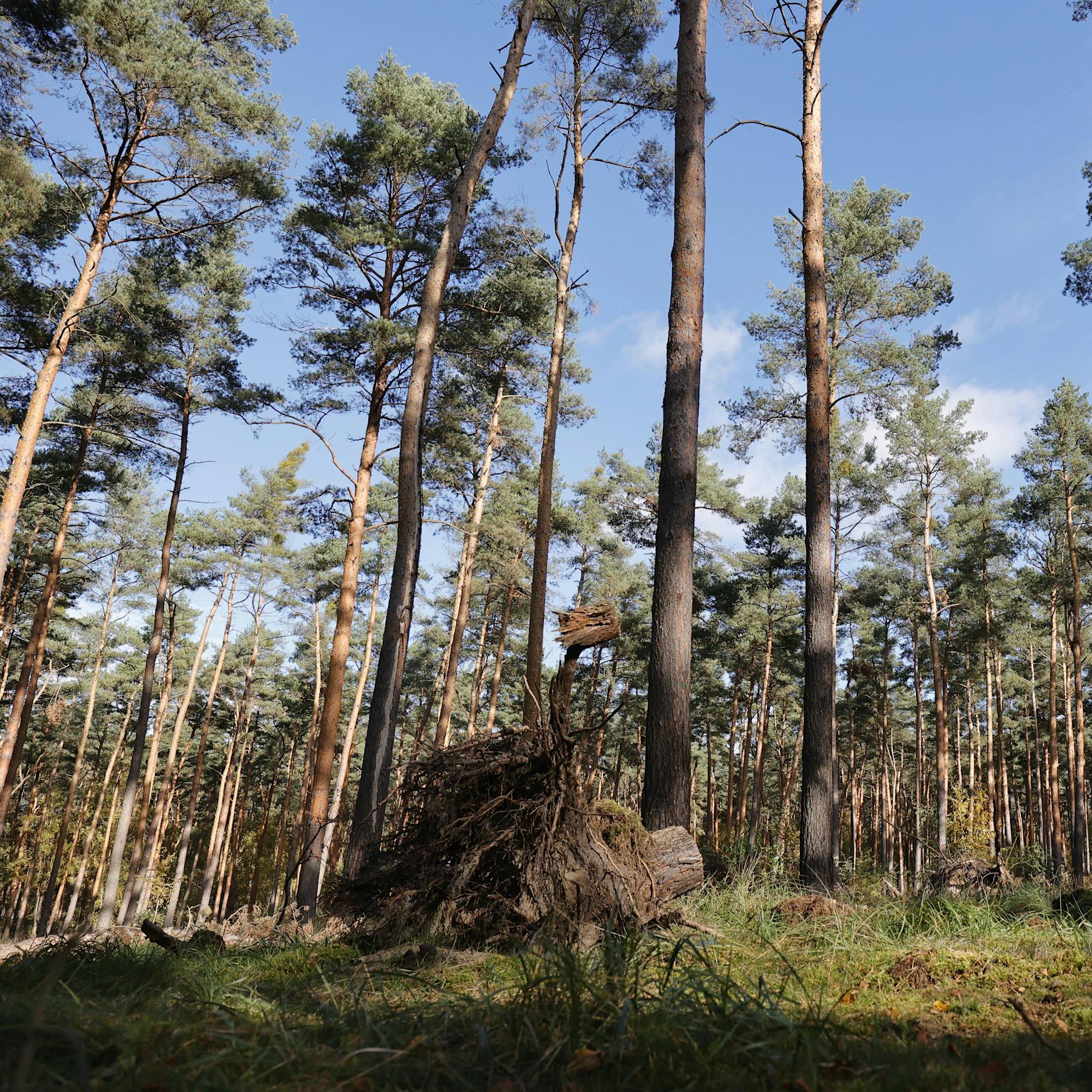 "Waldvision 2065": Wie Berlins Wälder jetzt nachhaltig verjüngt werden!
