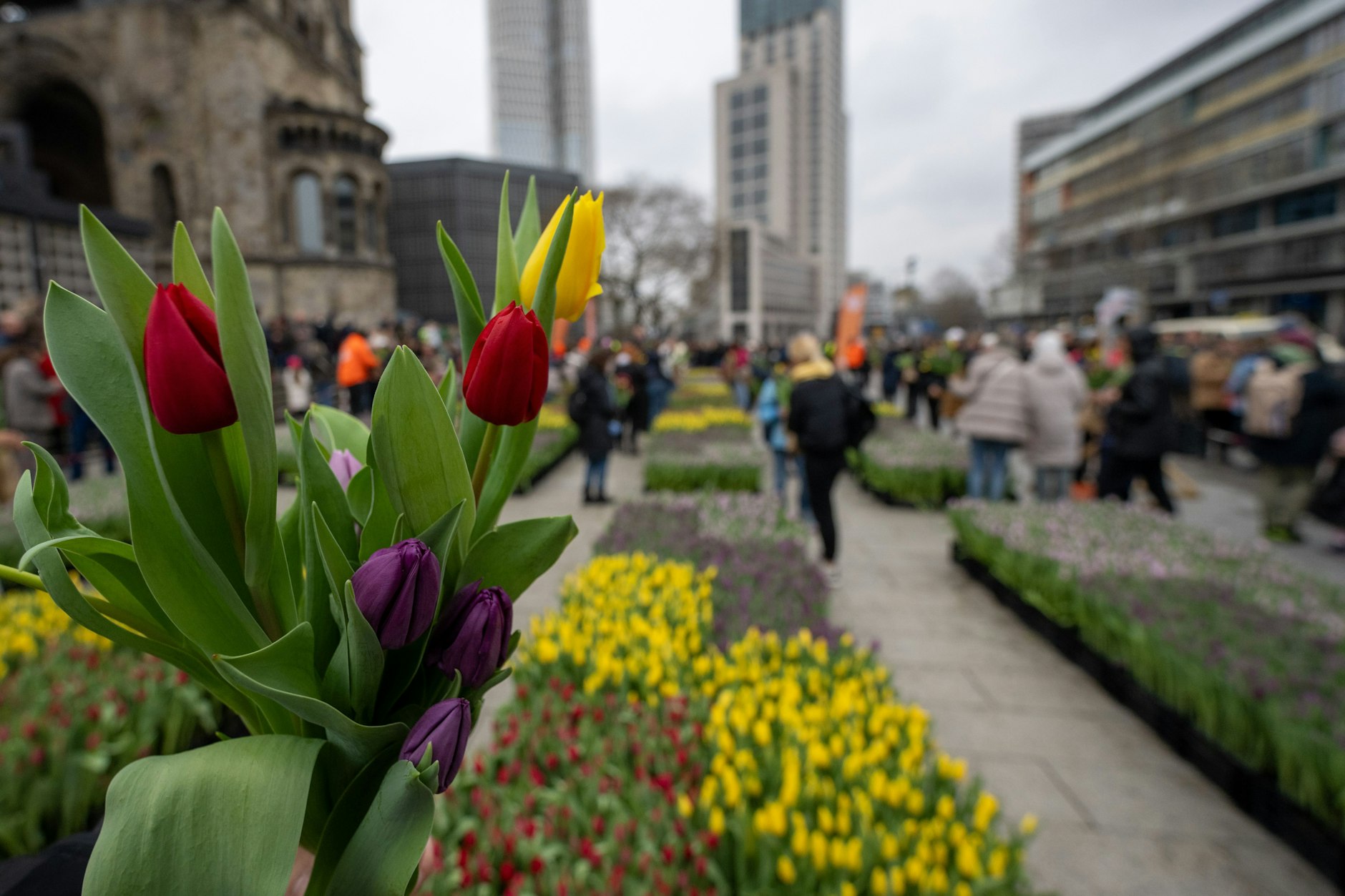 Der Breitscheidplatz wid heute mit 50.000 Tulpen bestückt, die kostenlos mitgenommen werden dürfen. Zehn Stück pro Person sind erlaubt.