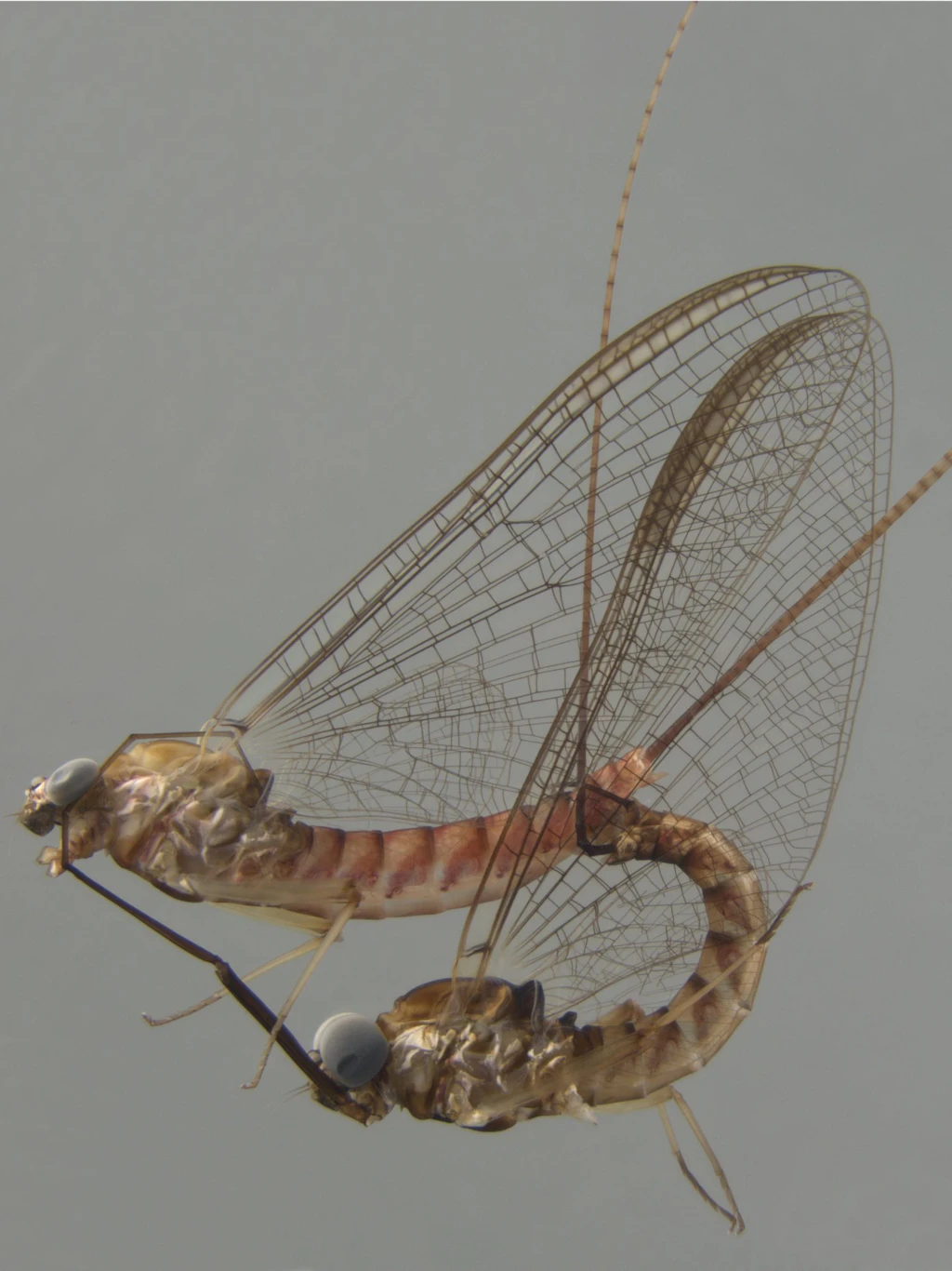 Beim Paarungsakt sind die Fliegen äußerst gelenkig.