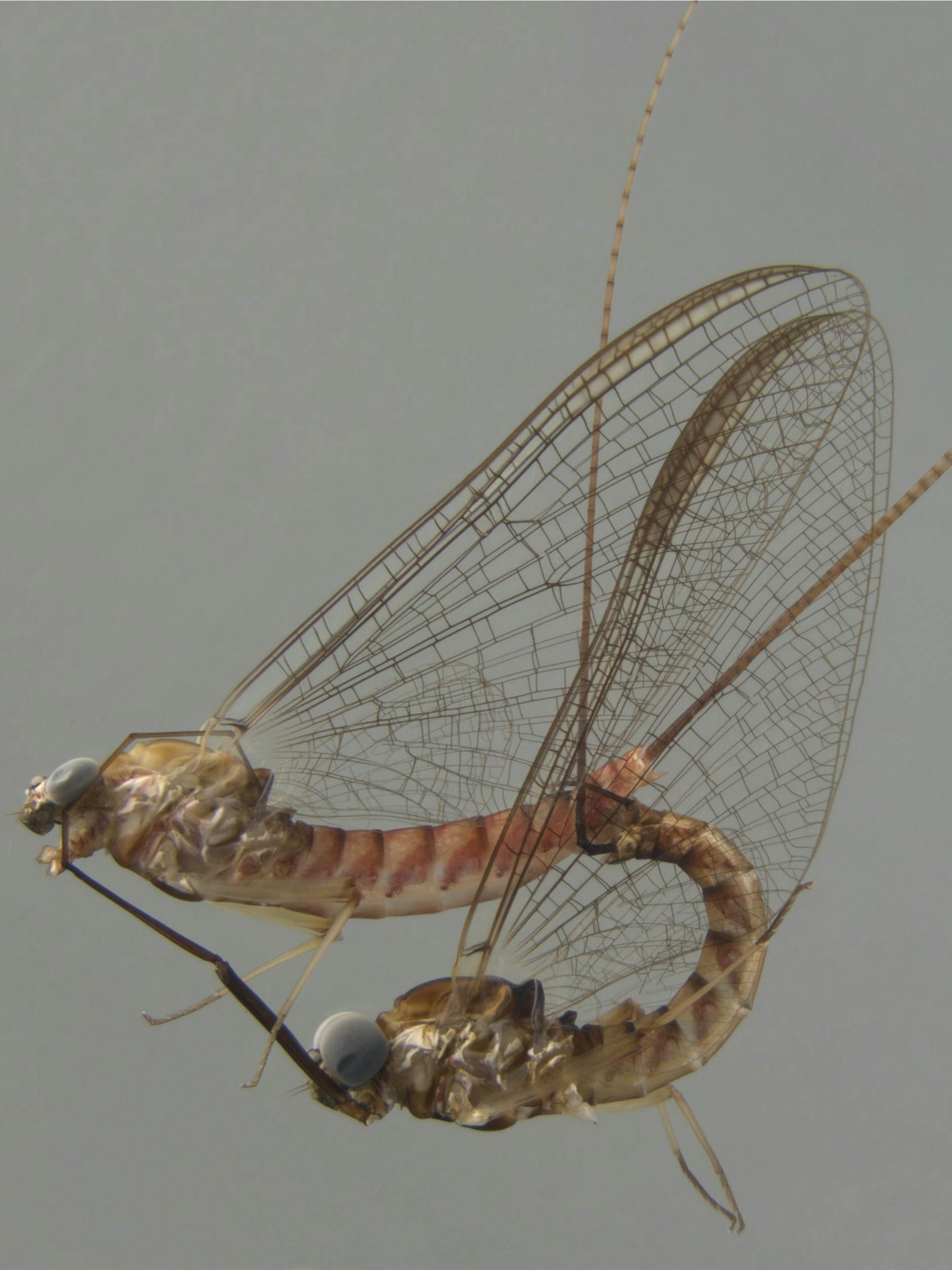 Beim Paarungsakt sind die Fliegen äußerst gelenkig.