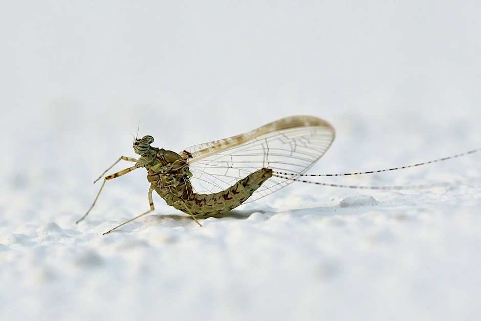 Eintagsfliegen lieben besonders akrobatisch.