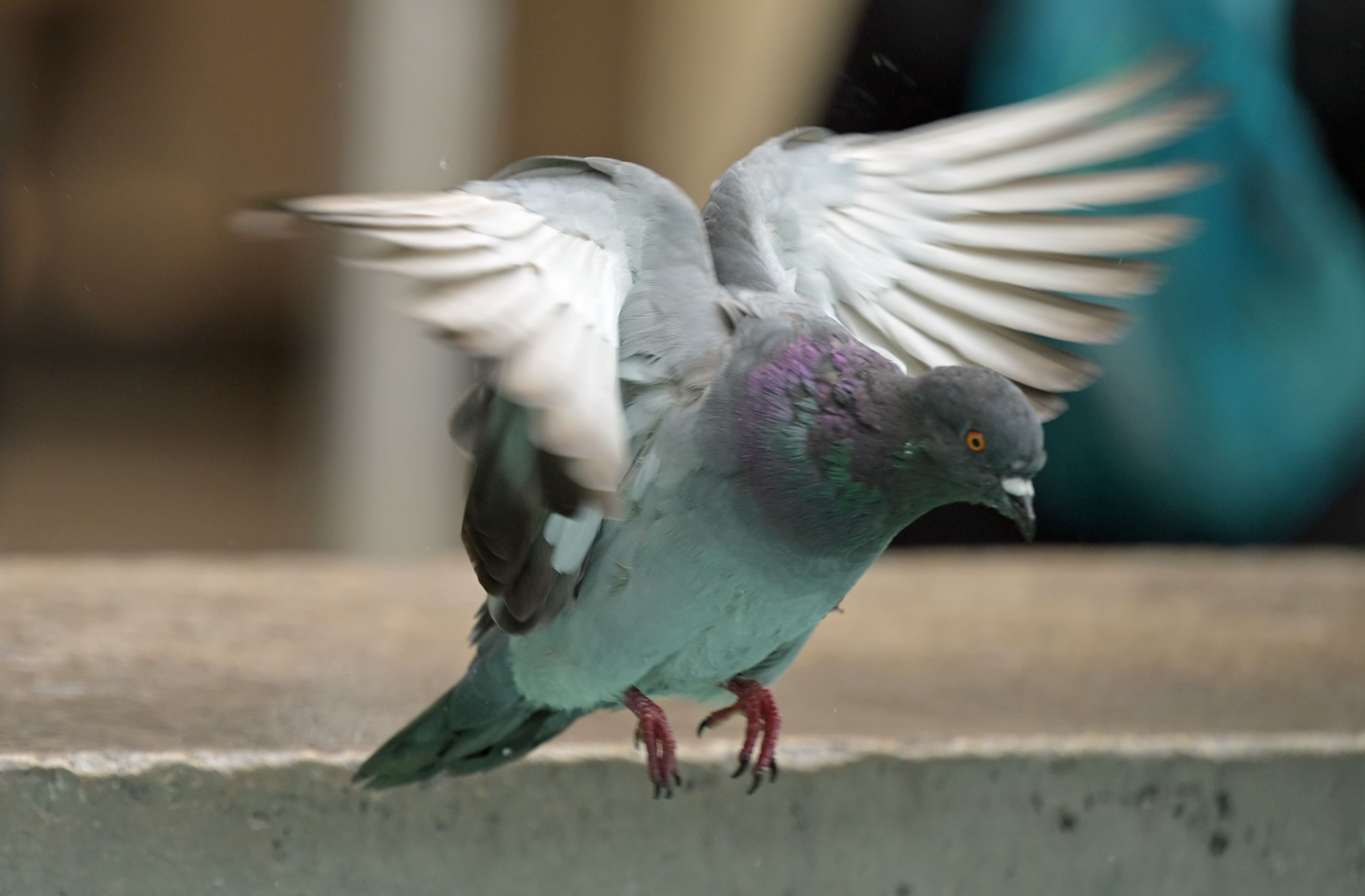 Image - Tauben-Hotspot Bülowstraße: So groß ist das Problem mitten in Berlin wirklich