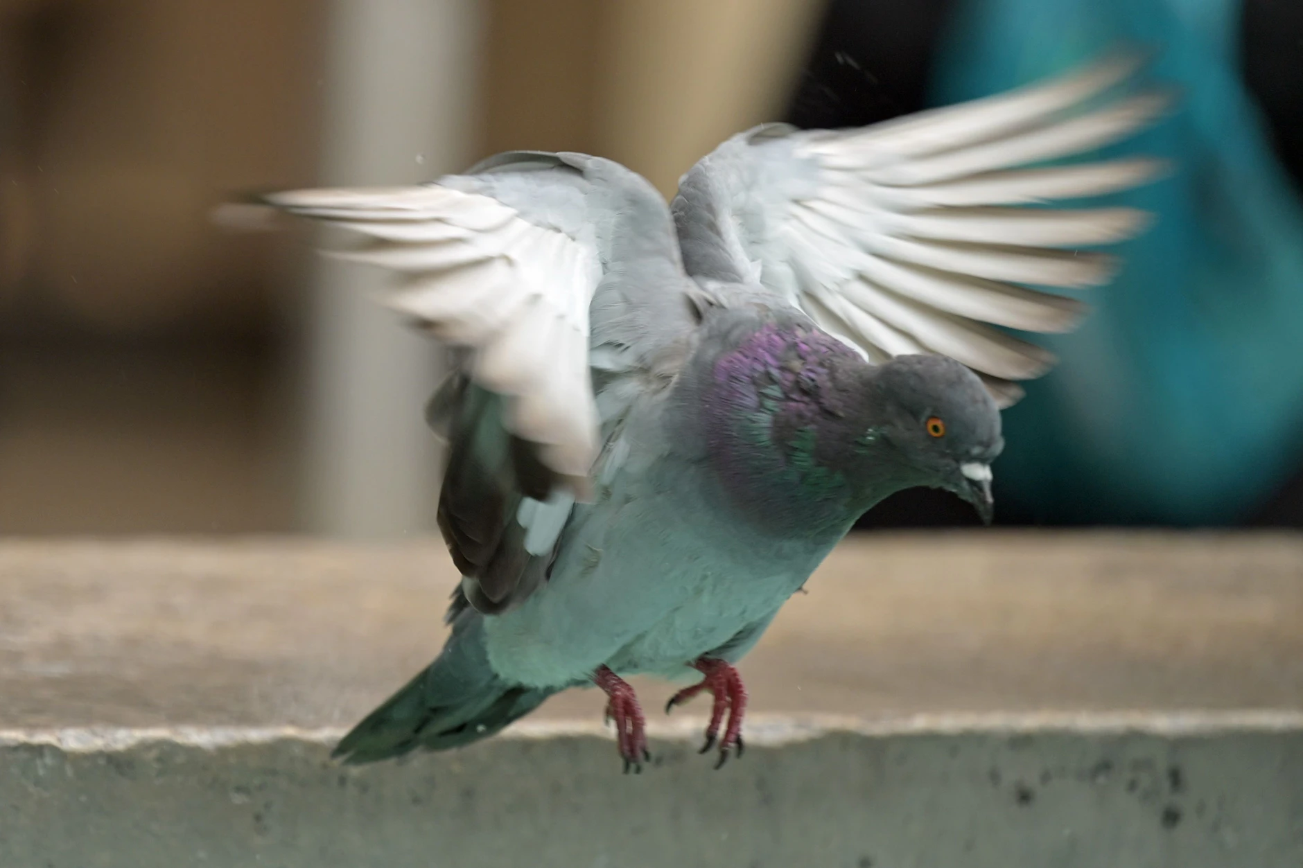 Eine Taube schlägt mit den Flügeln: Geschätzte 15.000 von ihnen leben in Berlin.