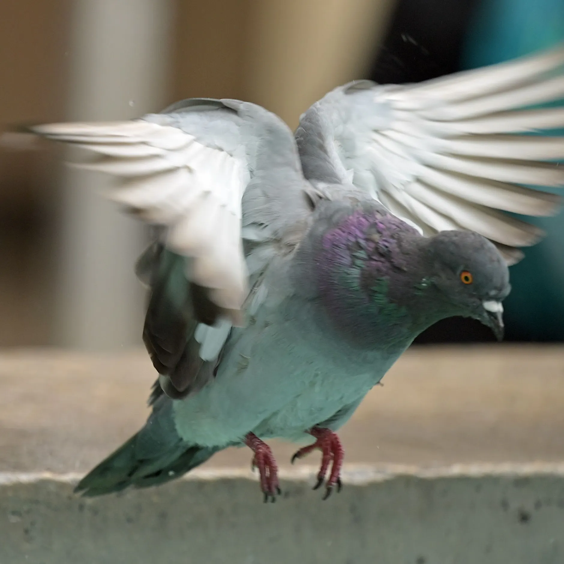 Tauben-Hotspot Bülowstraße: So groß ist das Problem mitten in Berlin wirklich